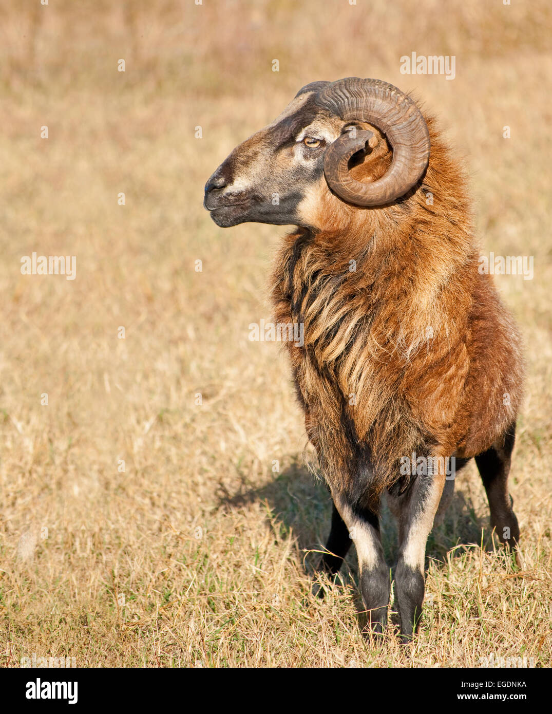 Handsome Barbados black bellied ram in pasture Stock Photo