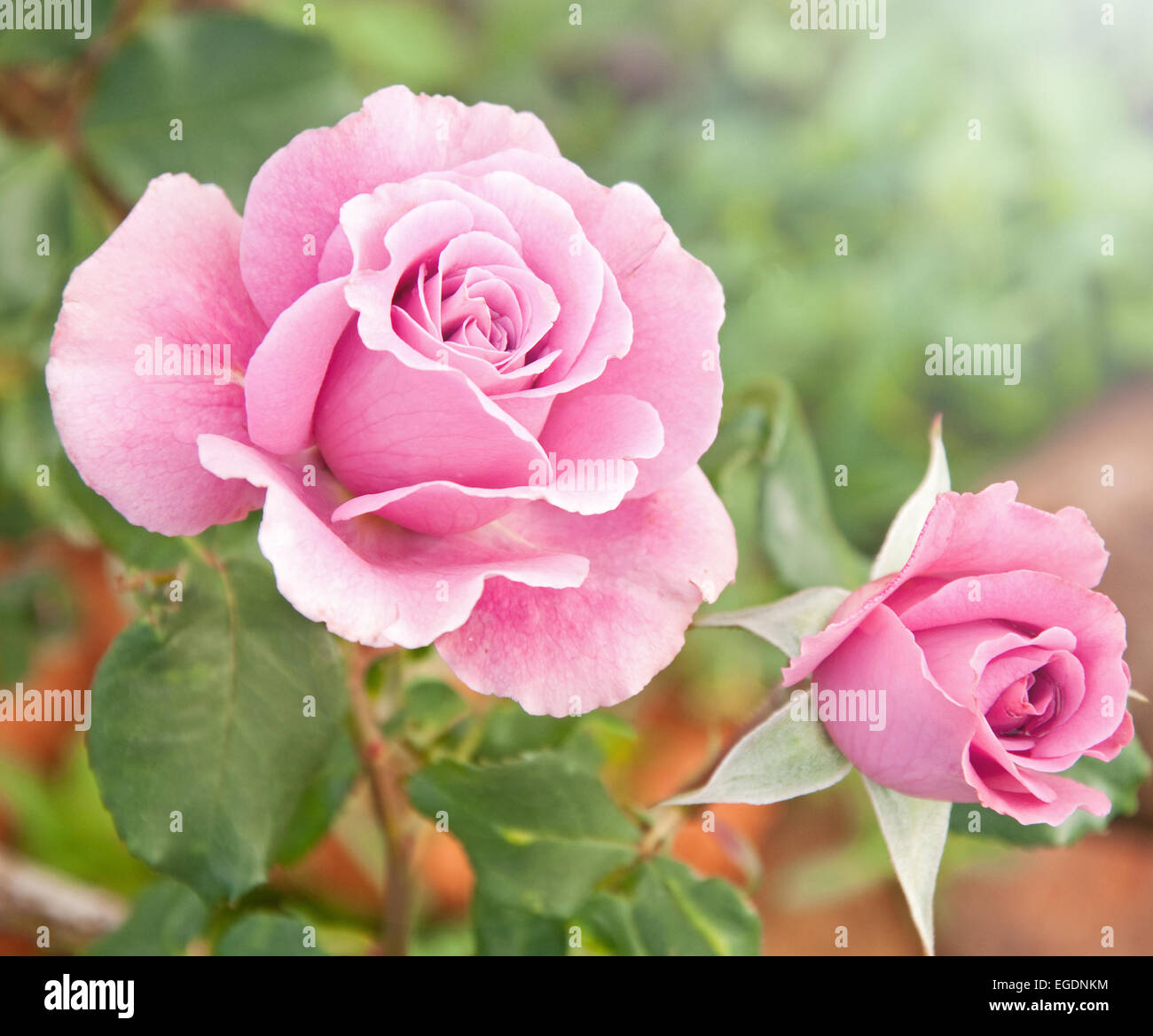 Beautiful pink rose in a garden Stock Photo - Alamy