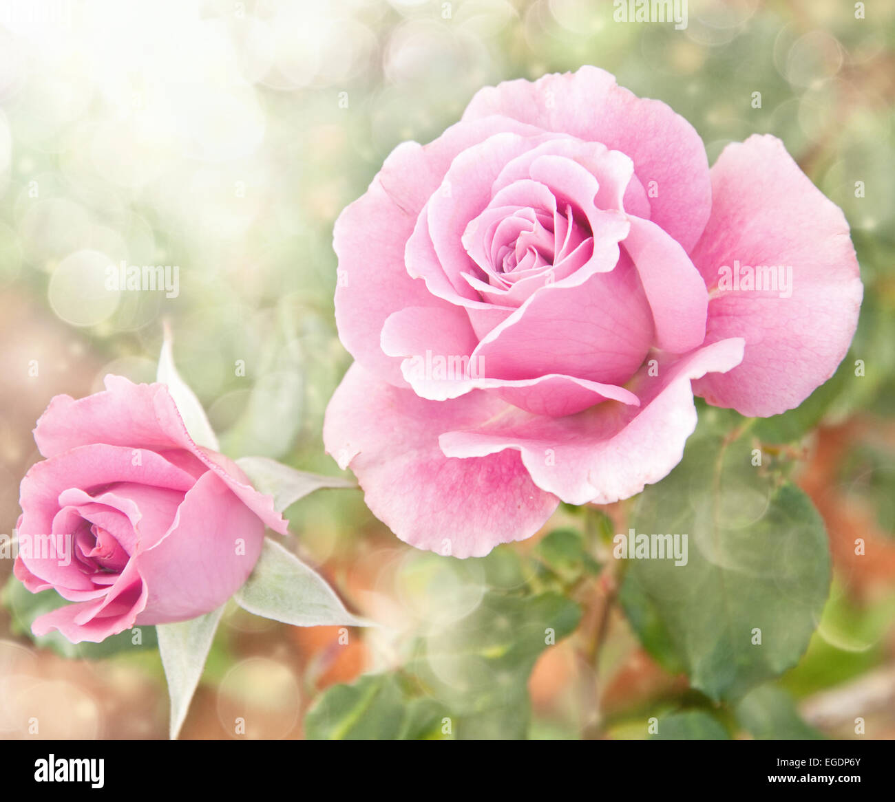 Dreamy image of a beautiful pink rose in the garden Stock Photo