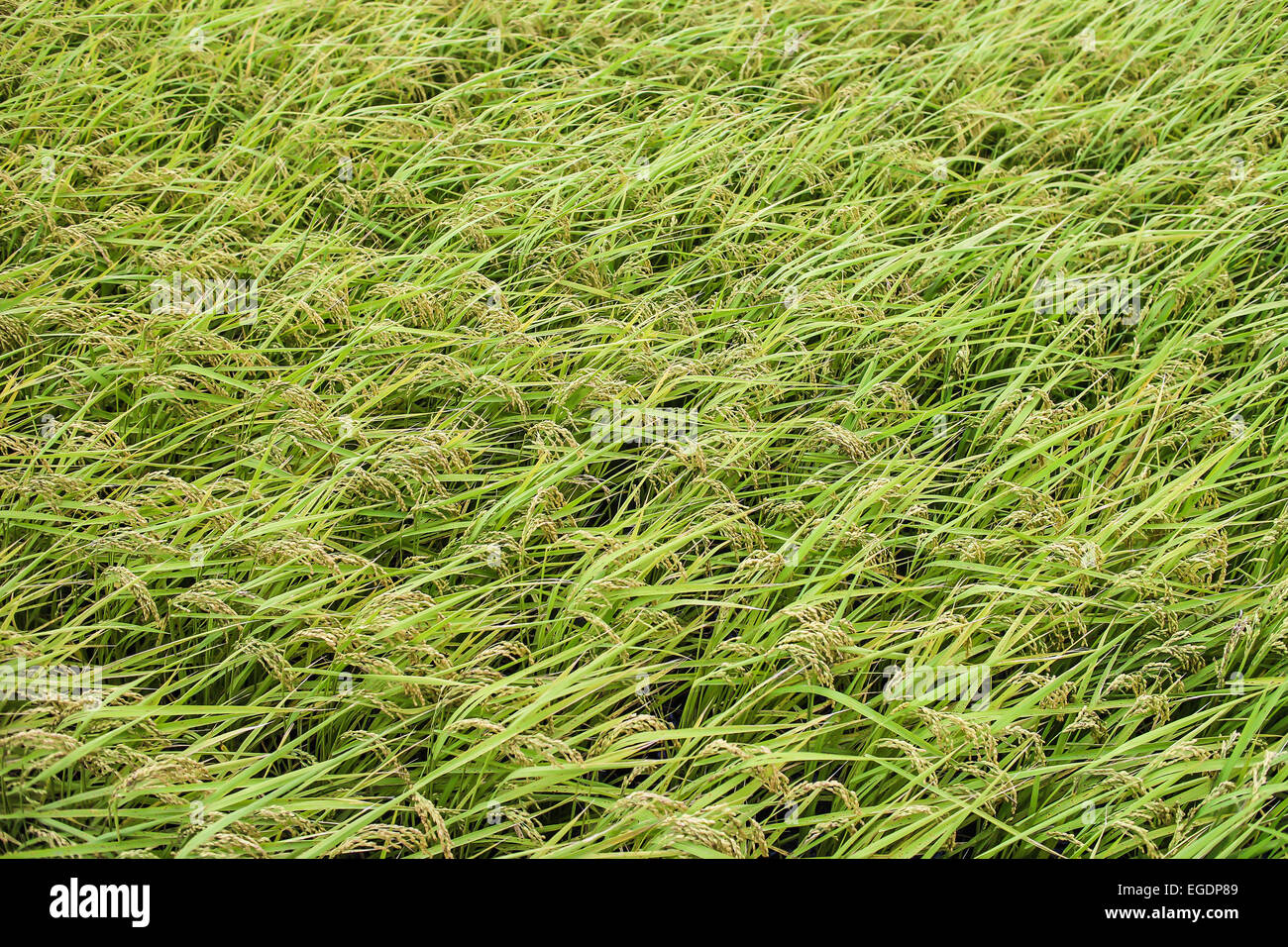 Asian rice field hi-res stock photography and images - Alamy