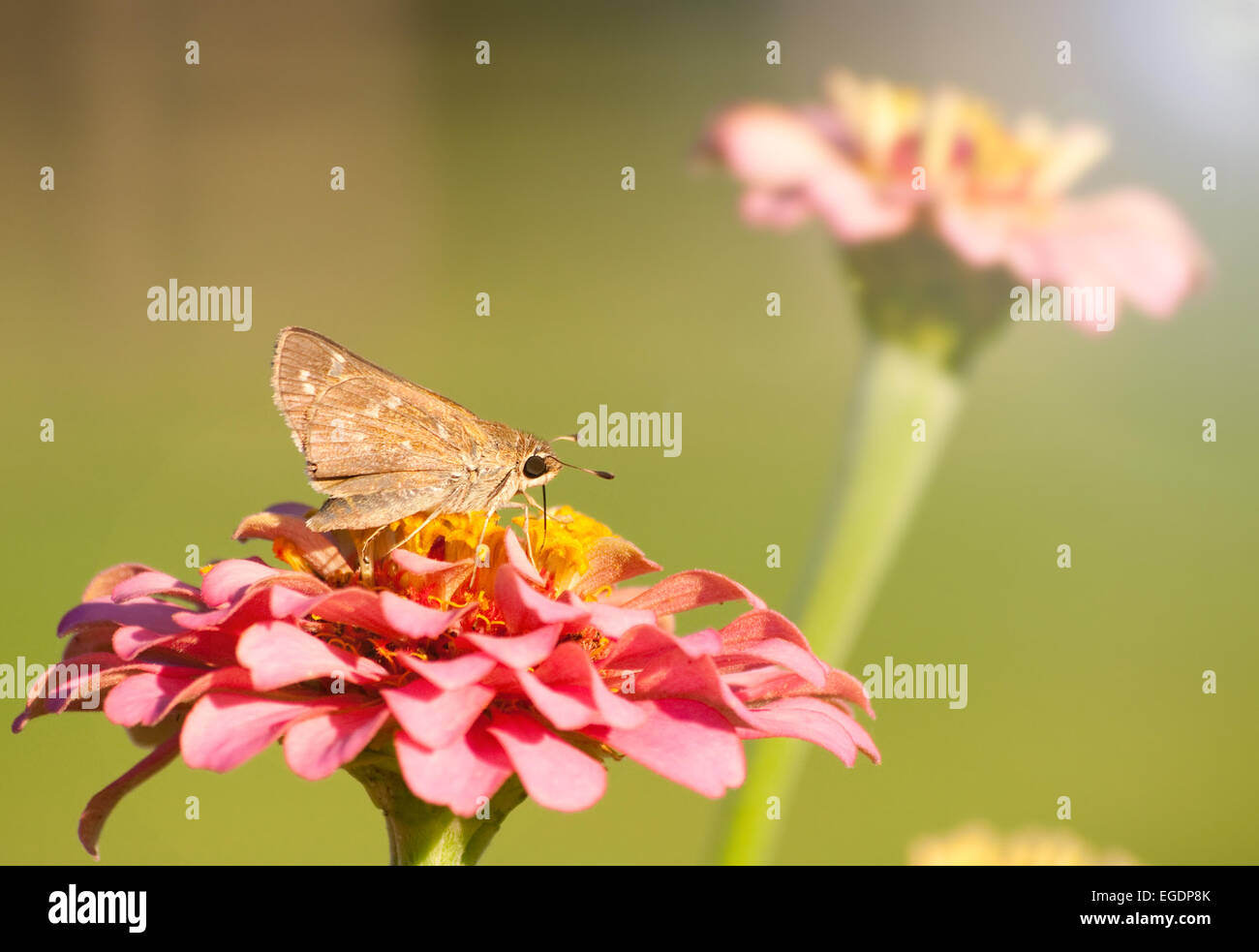 Tiny Skipper Butterfly feeding on a pink Zinnia against green background Stock Photo