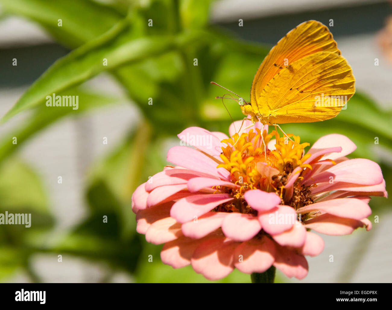 Sleepy Orange Butterfly feeding on Zinnia flower Stock Photo