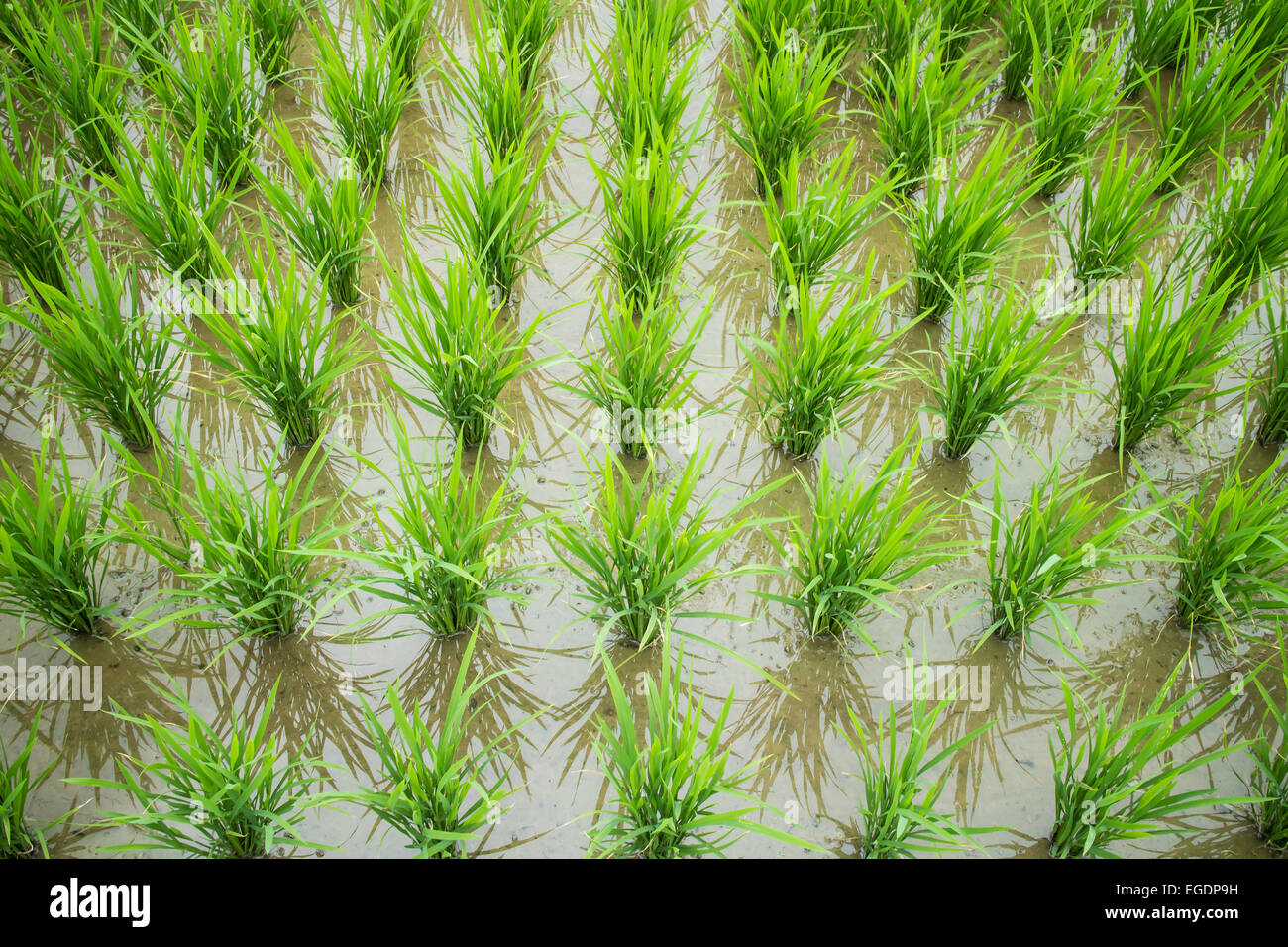 green rice field seedlings Stock Photo