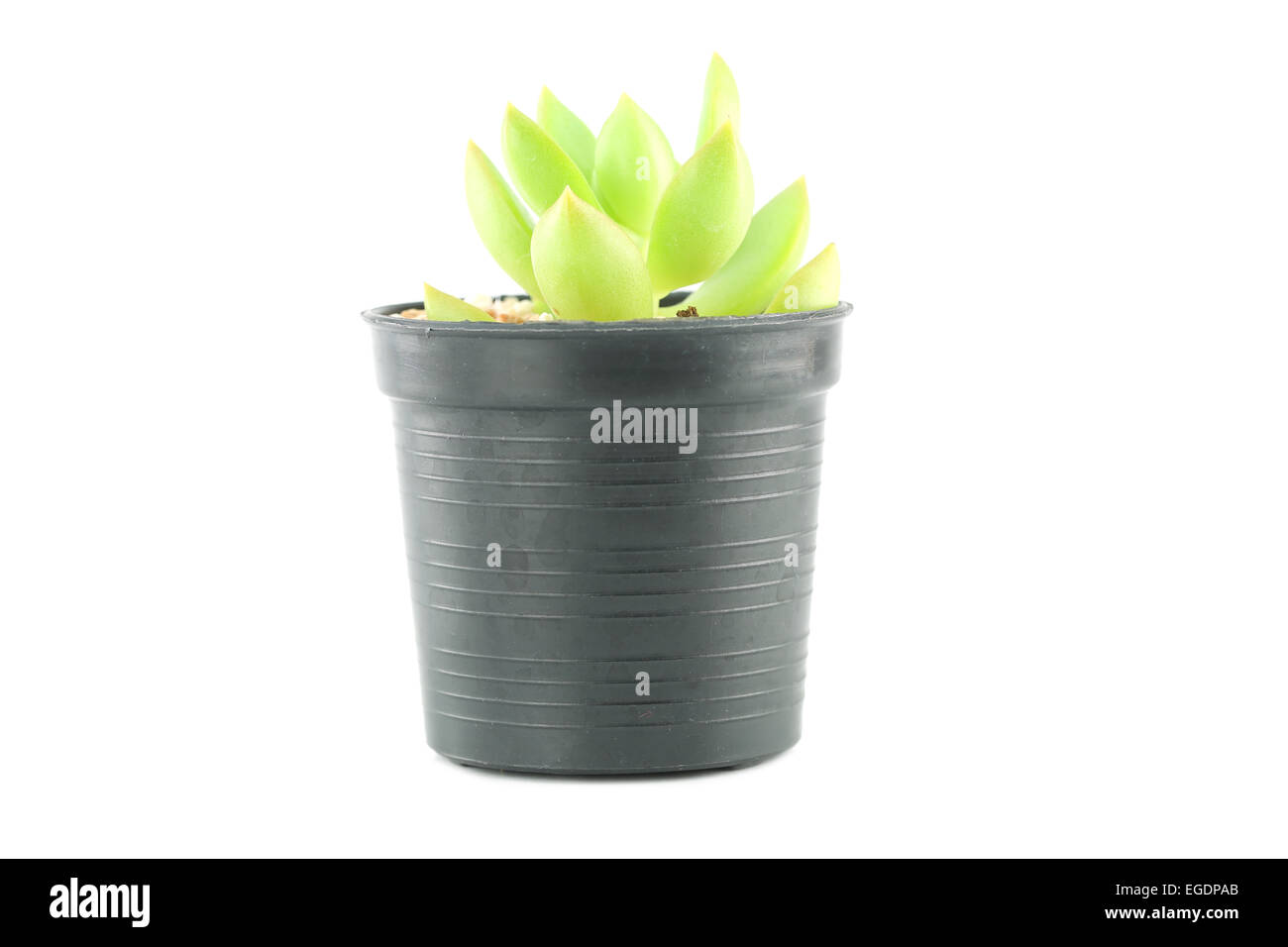 cactus in flower pot on white background Stock Photo - Alamy