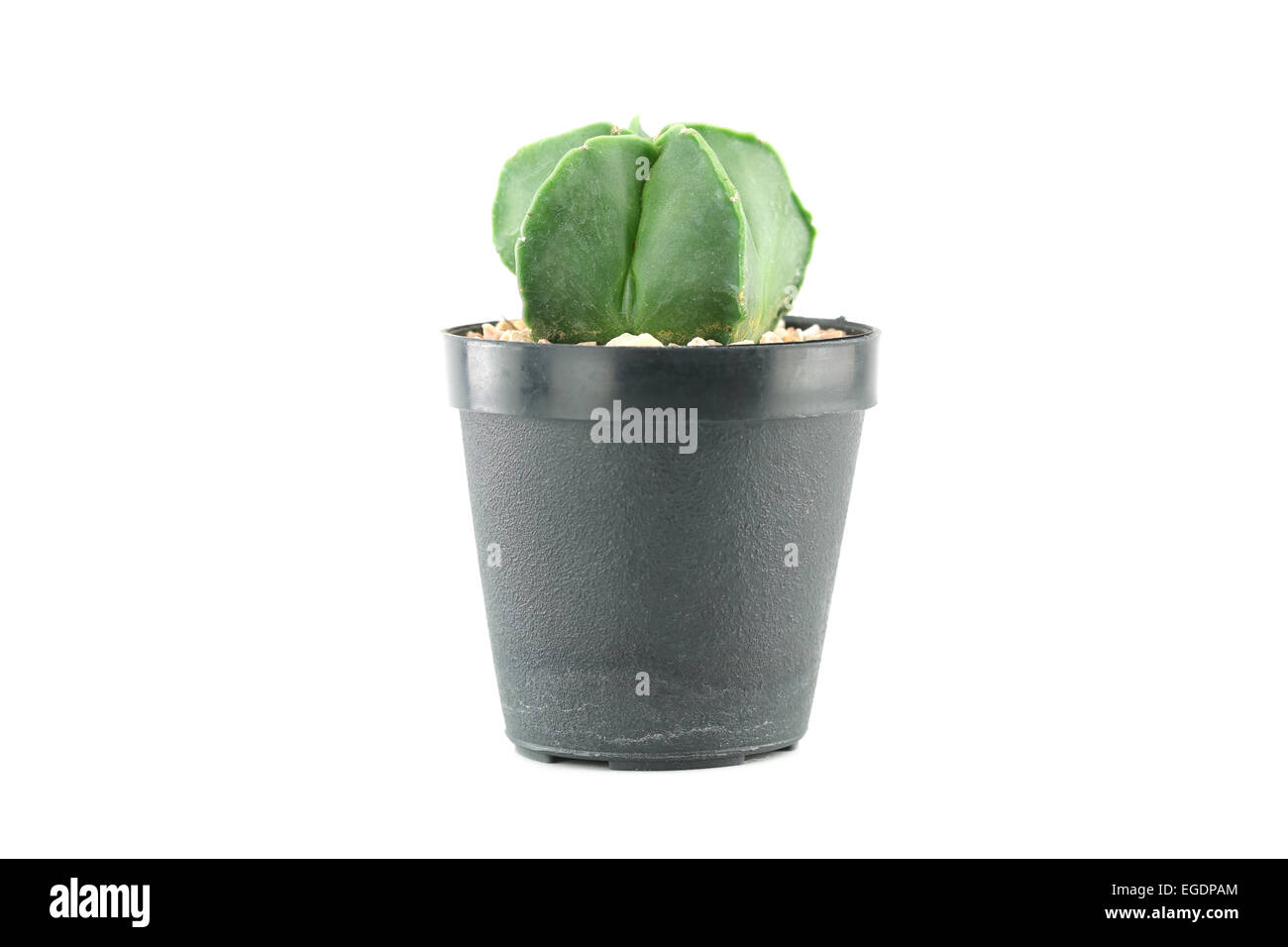 cactus in flower pot on white background Stock Photo - Alamy