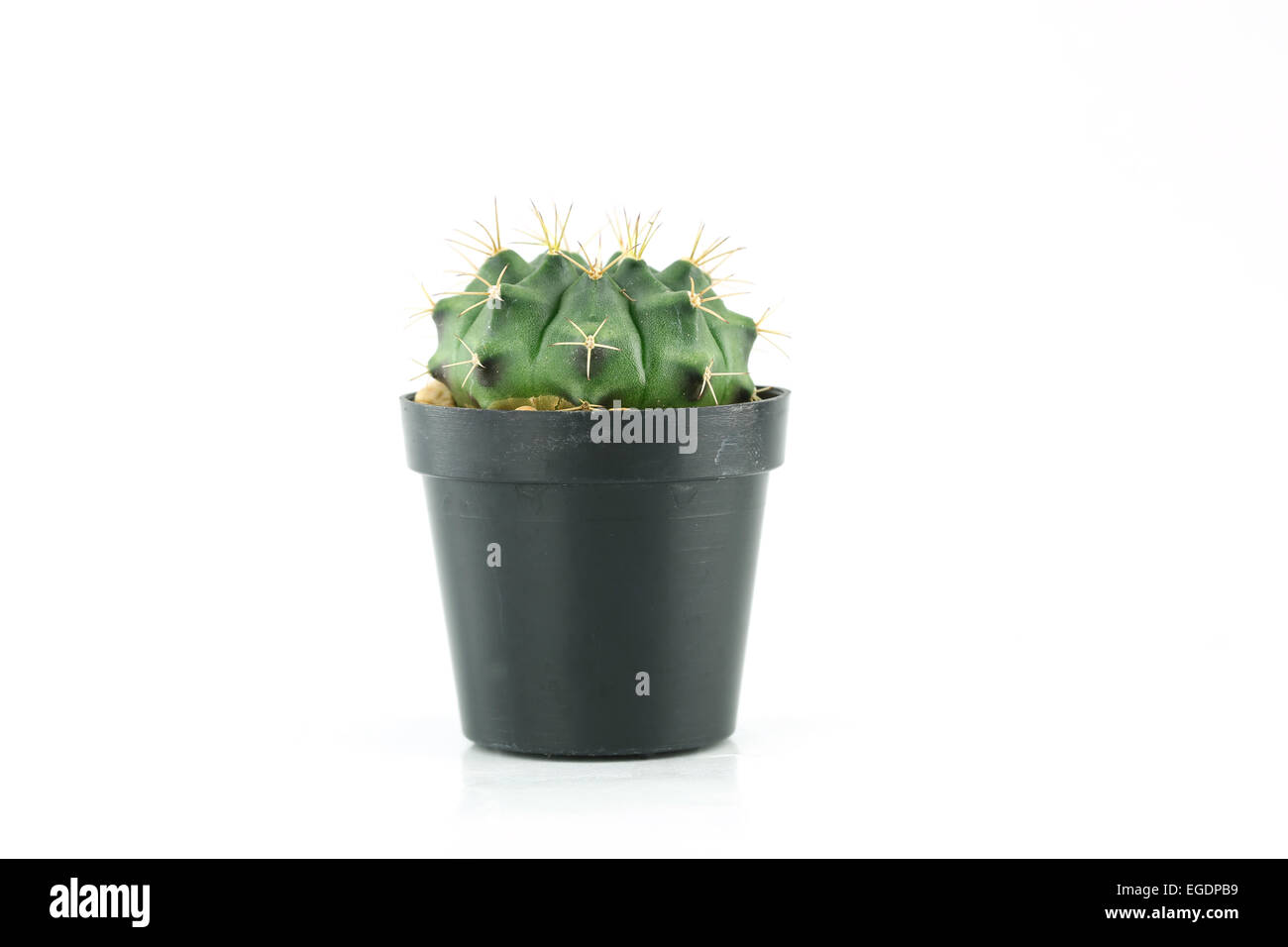 cactus in flower pot on white background Stock Photo - Alamy