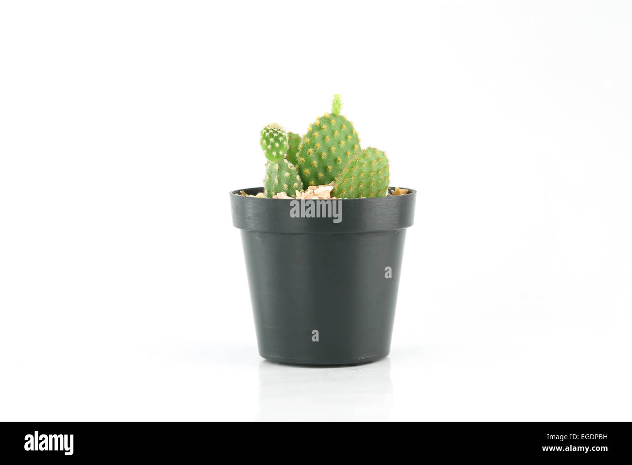 cactus in flower pot on white background Stock Photo - Alamy