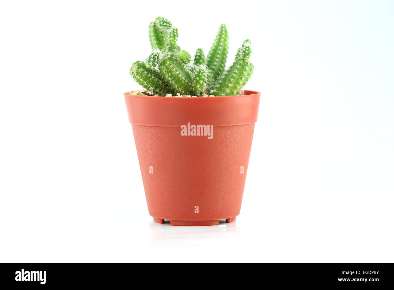cactus in flower pot on white background Stock Photo - Alamy