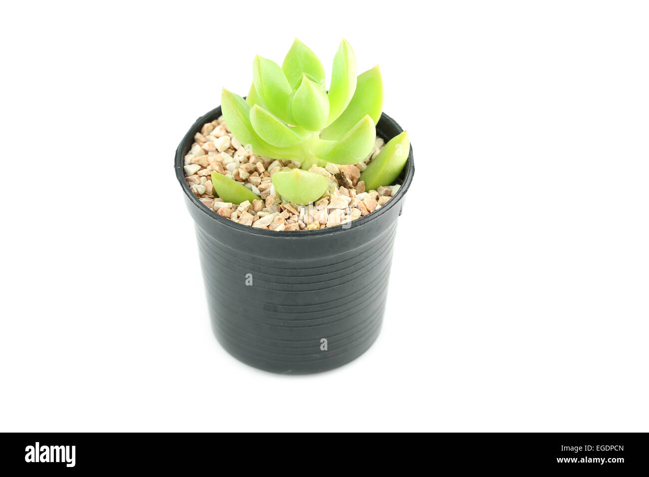 cactus in flower pot on white background Stock Photo - Alamy