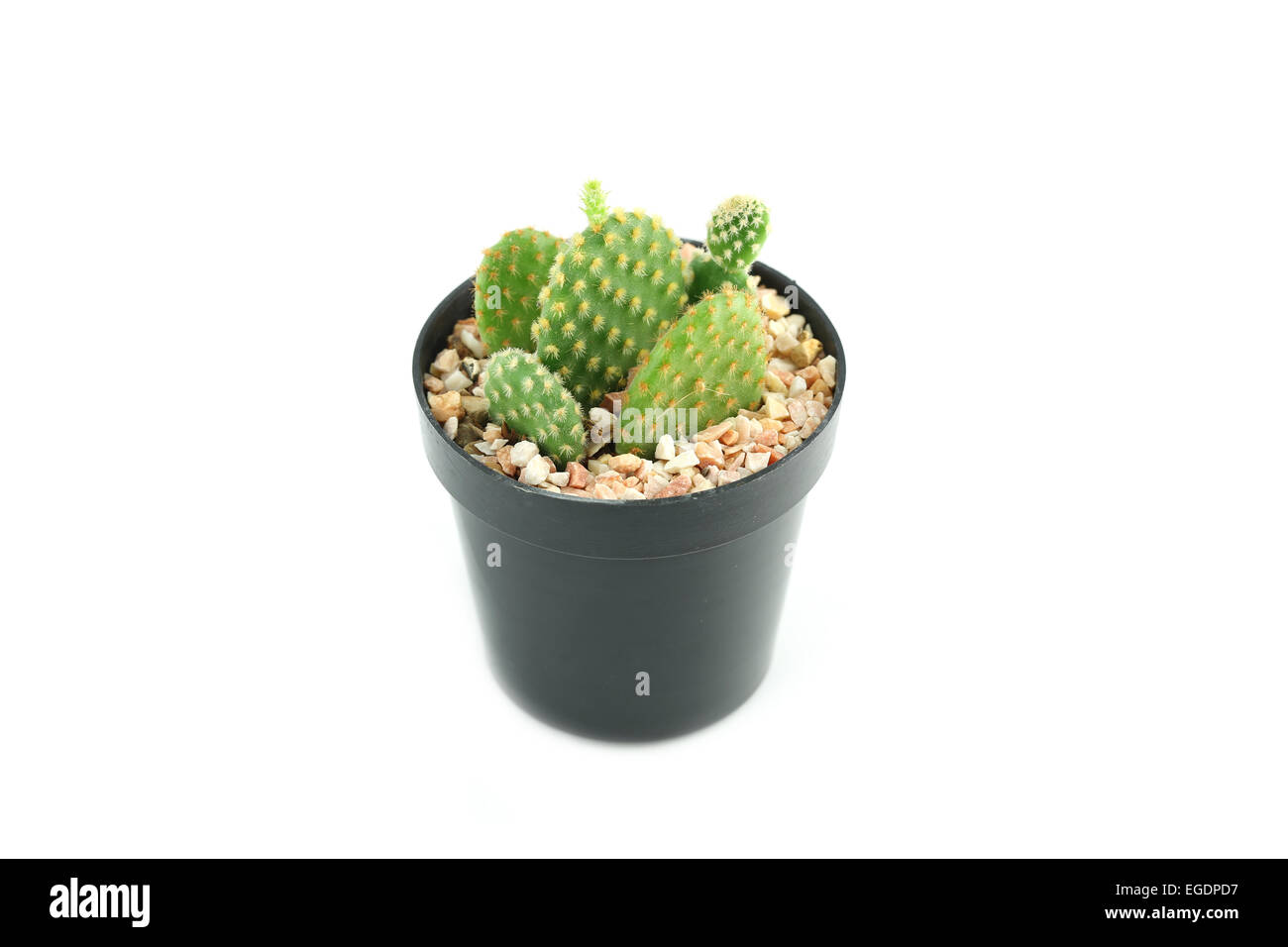 cactus in flower pot on white background Stock Photo - Alamy