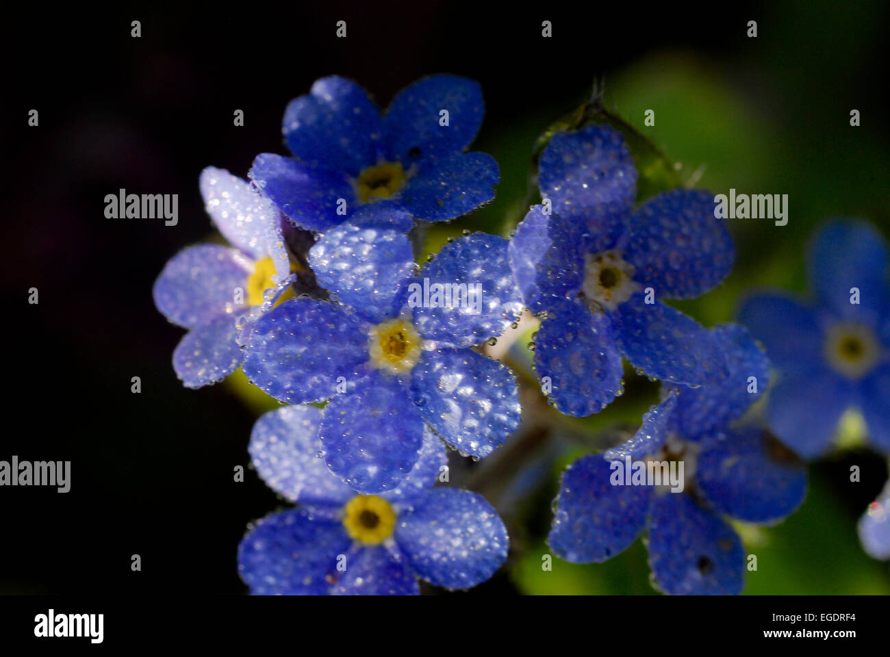Pearls of dew covering a forget-me-not, Germany Stock Photo
