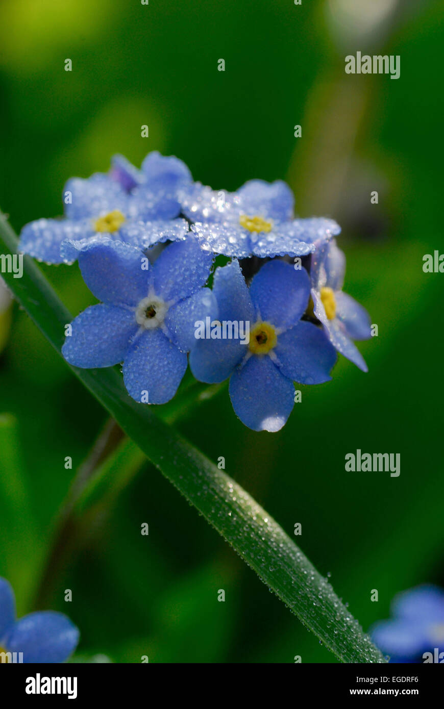 Pearls of dew covering a forget-me-not, Germany Stock Photo