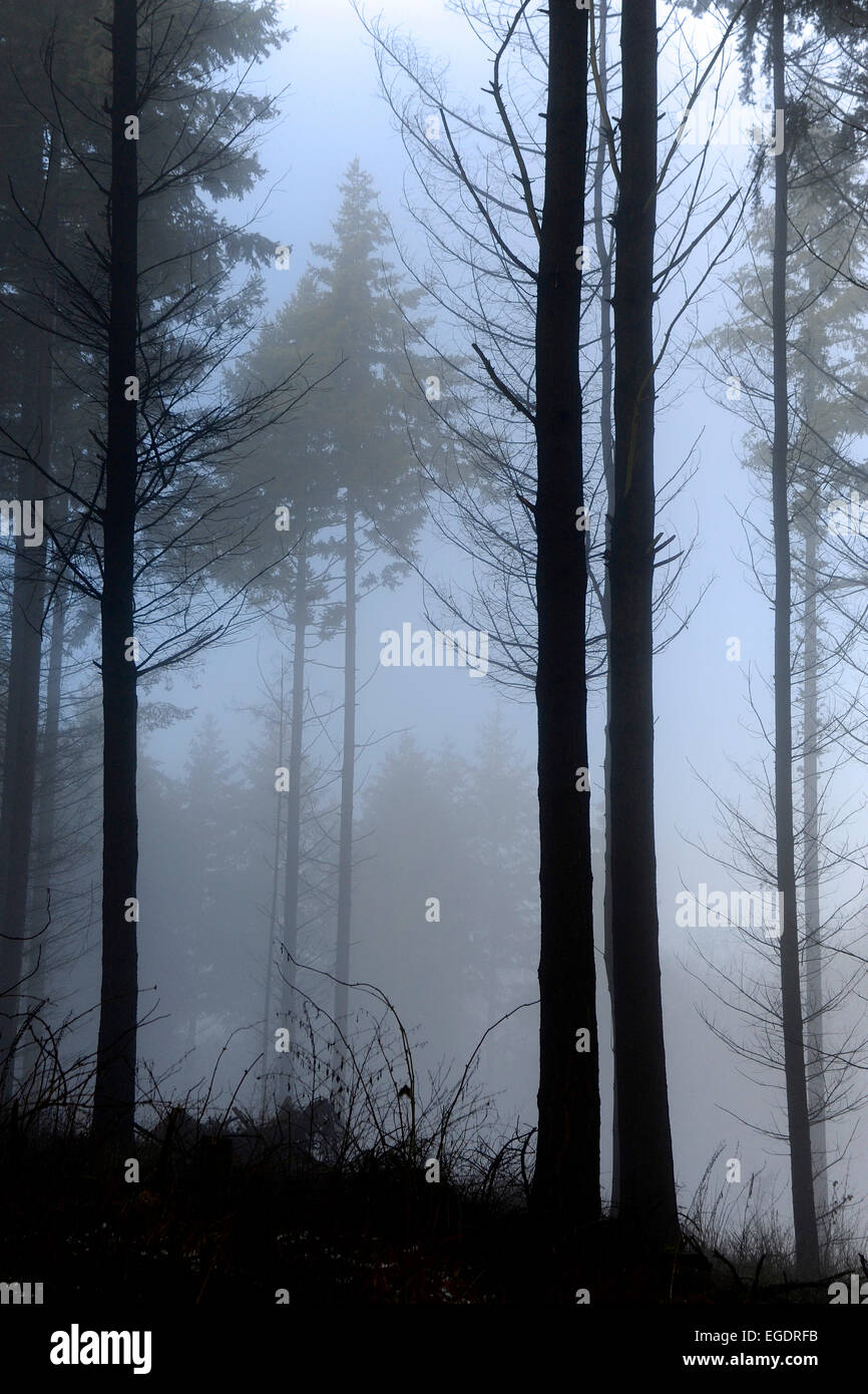 Fir Trees Silhouette High Resolution Stock Photography and Images - Alamy