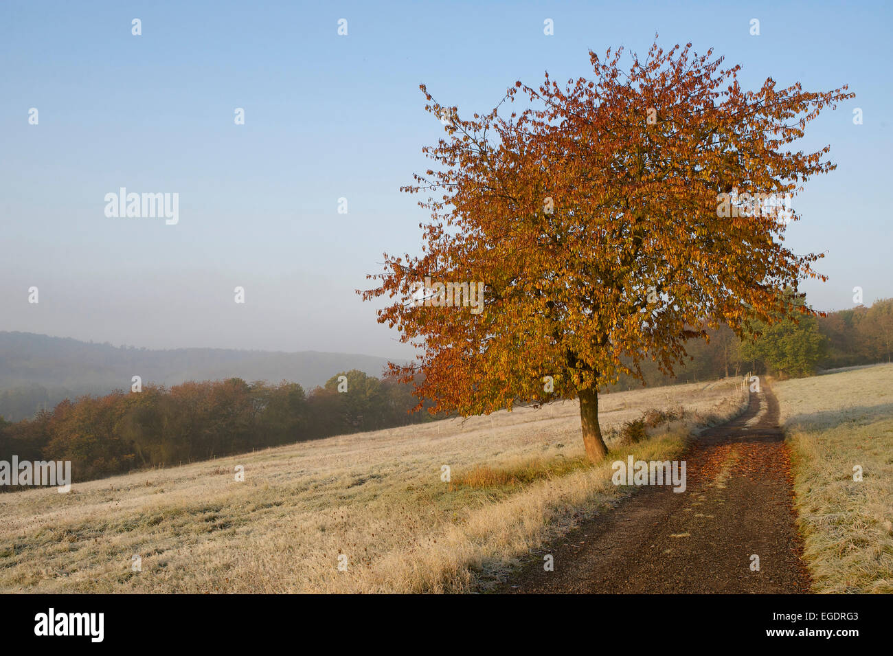 Farm track between pastures covered with frost, Autumn coloured cherry tree in the foreground, forest and hills in the background, Central Hesse, Germany Stock Photo