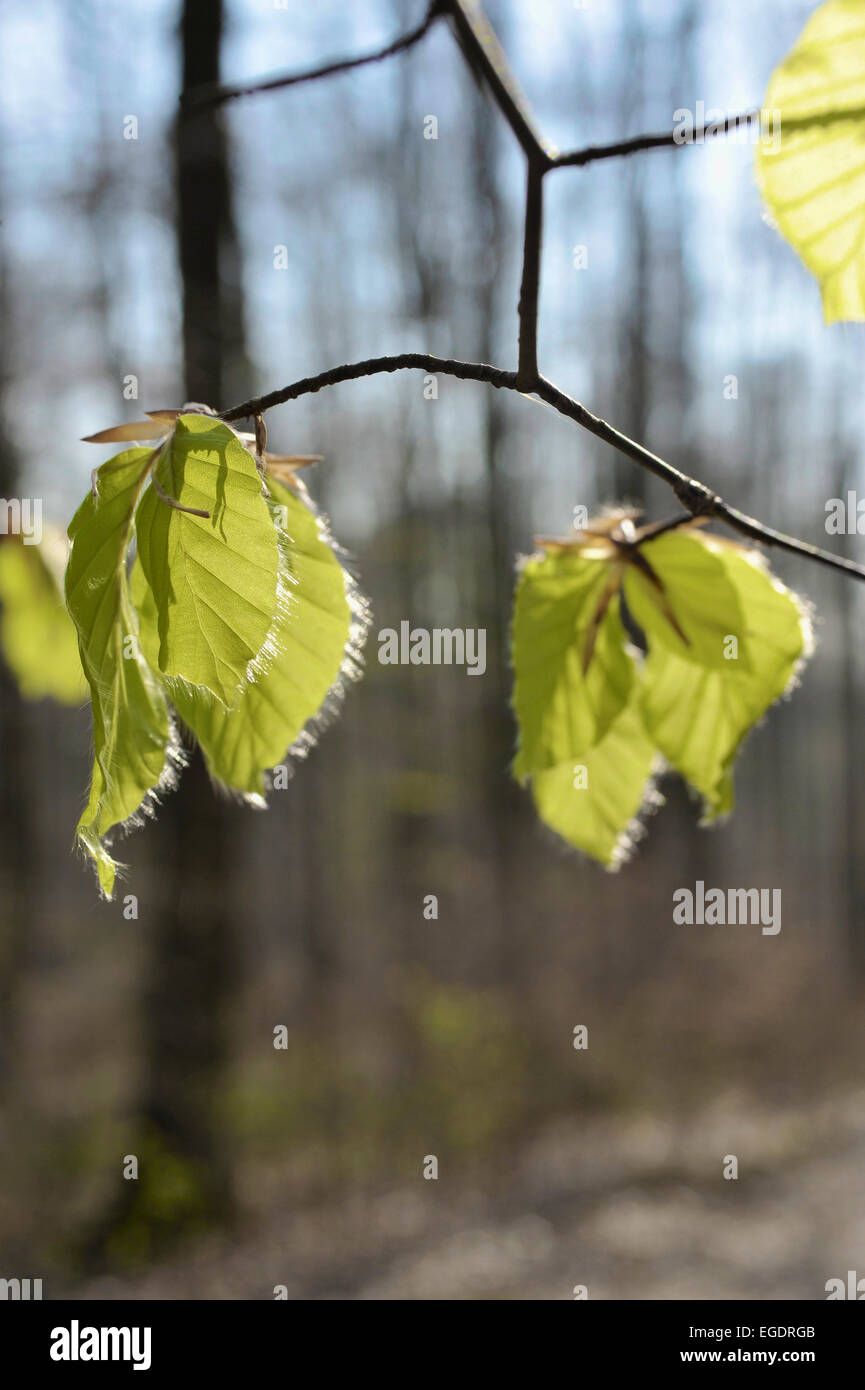 Young beech leaves in a beech forest in Spring, Central Hesse, Germany Stock Photo