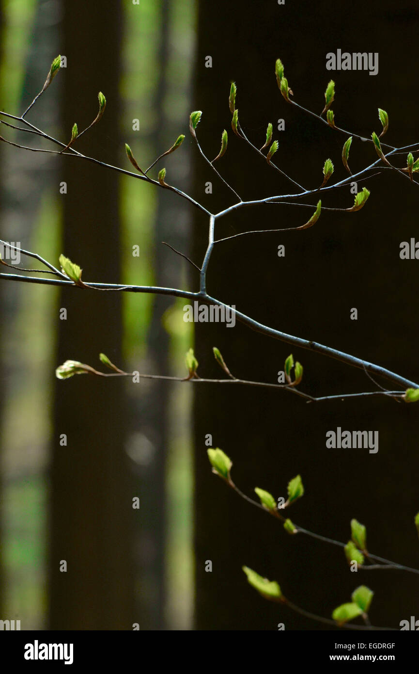 Beech leaves hi-res stock photography and images - Alamy