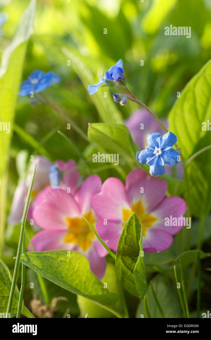 Flowers of common primrose, Primula and small-flowered forget-me-not, Myosotis stricta in a meadow, Germany Stock Photo