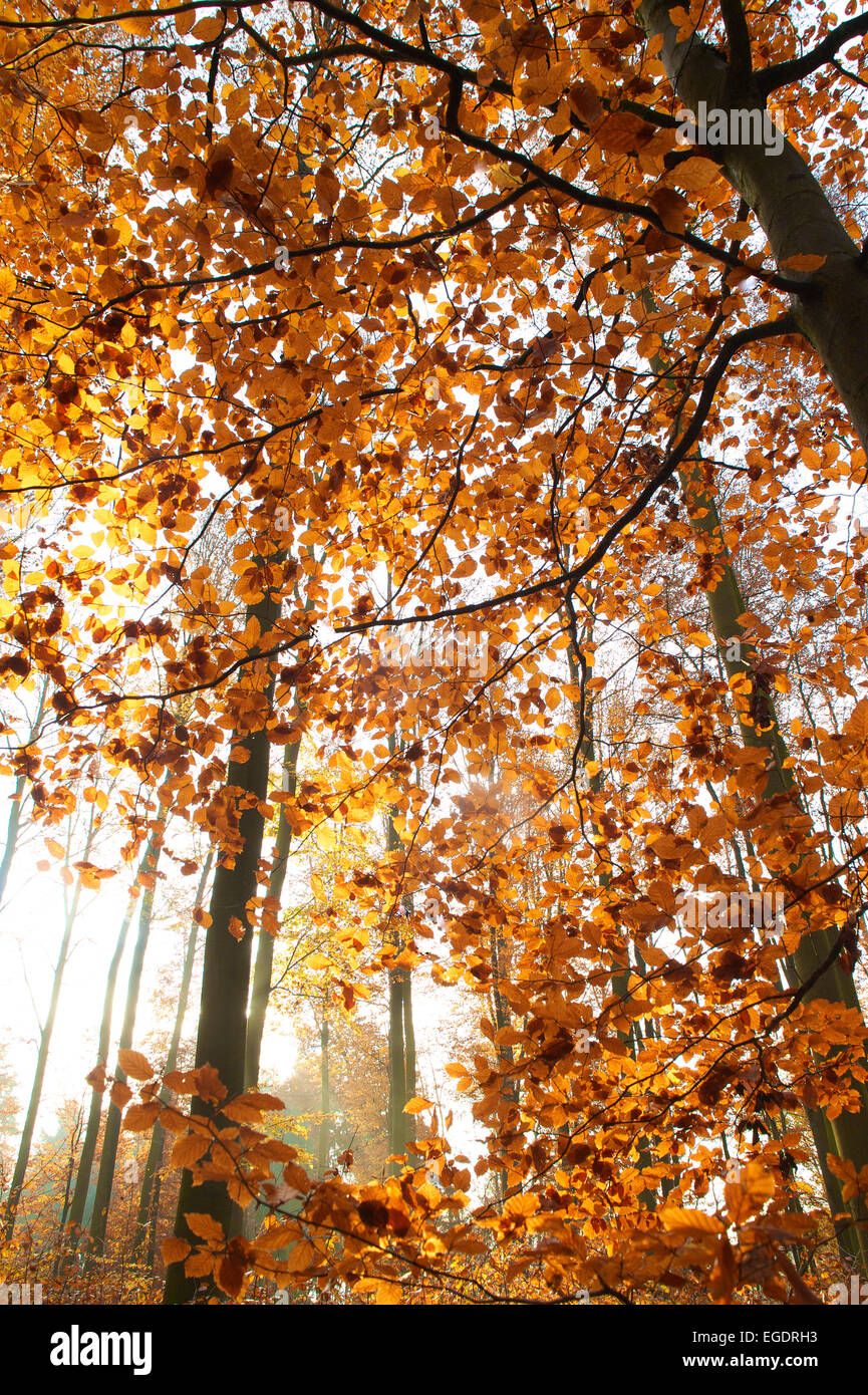 Beech tree branches leaves hi-res stock photography and images - Alamy