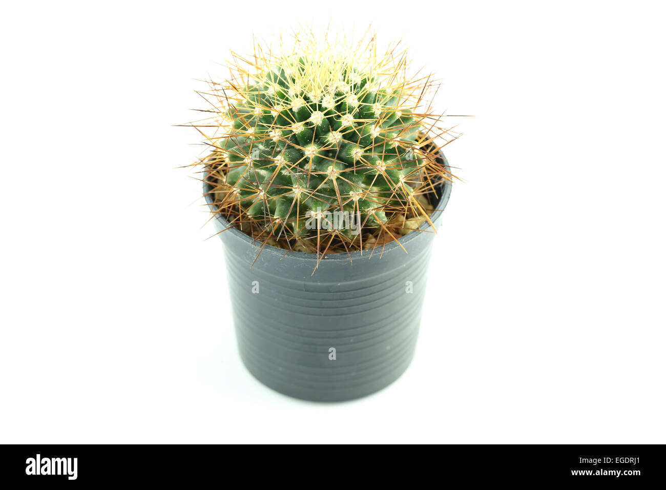 cactus in flower pot on white background Stock Photo - Alamy