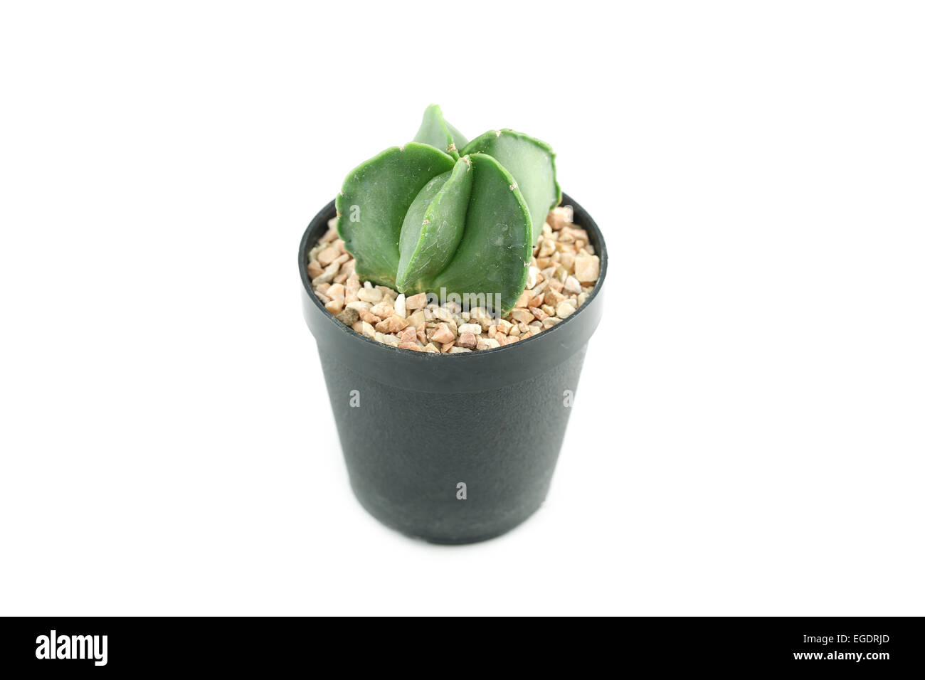 cactus in flower pot on white background Stock Photo - Alamy