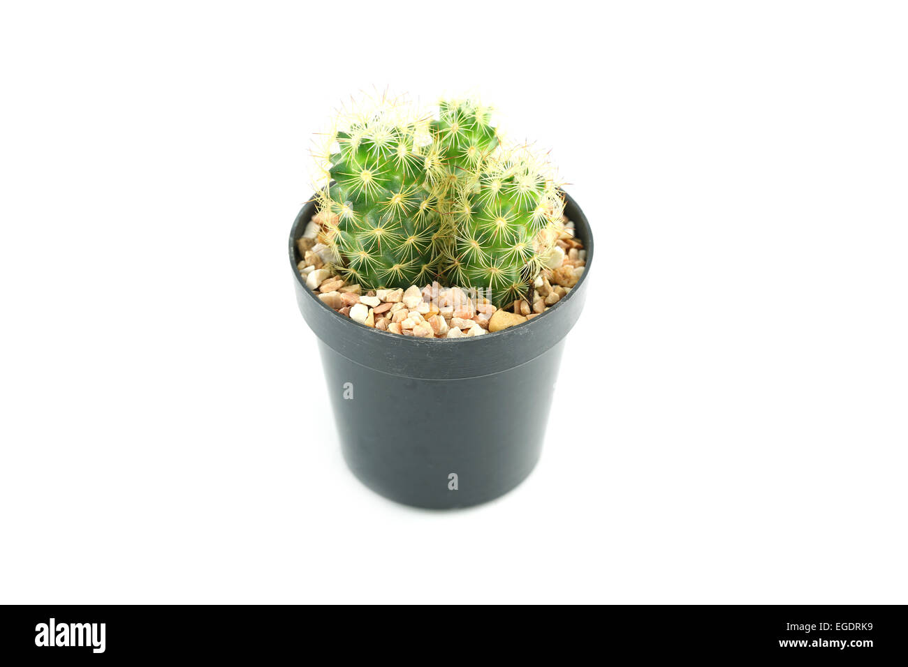 cactus in flower pot on white background Stock Photo - Alamy