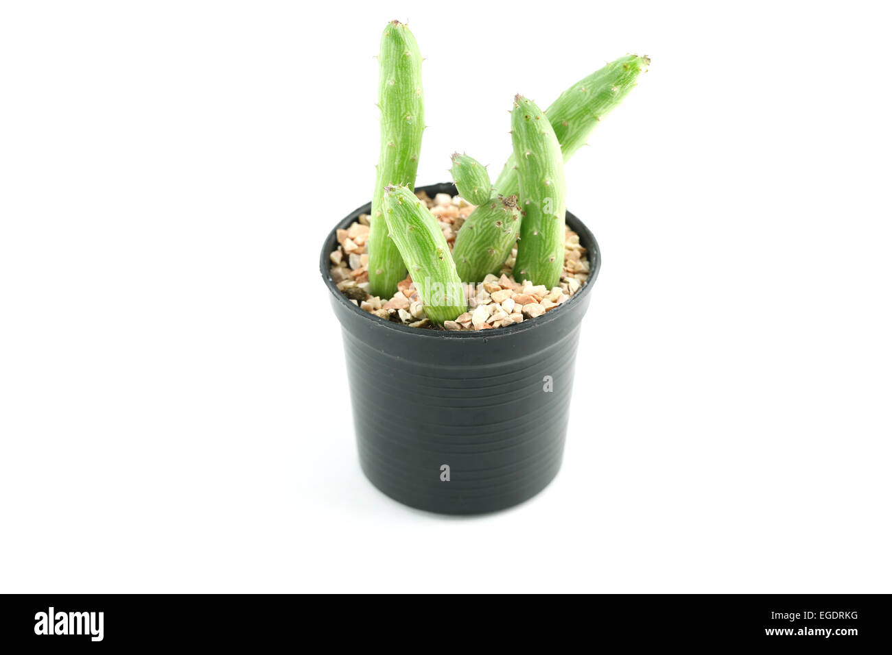 cactus in flower pot on white background. Stock Photo
