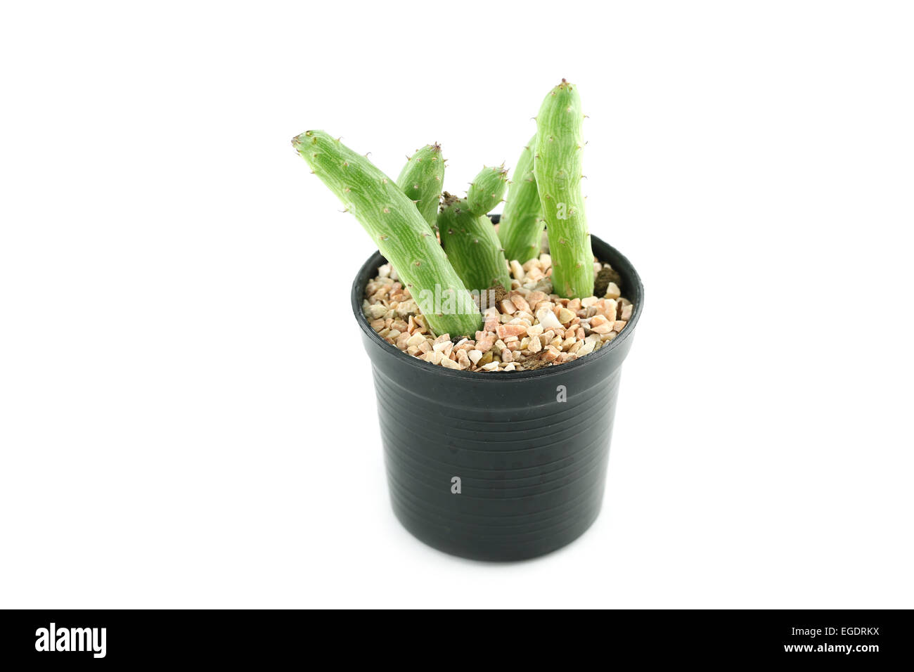 cactus in flower pot on white background Stock Photo - Alamy