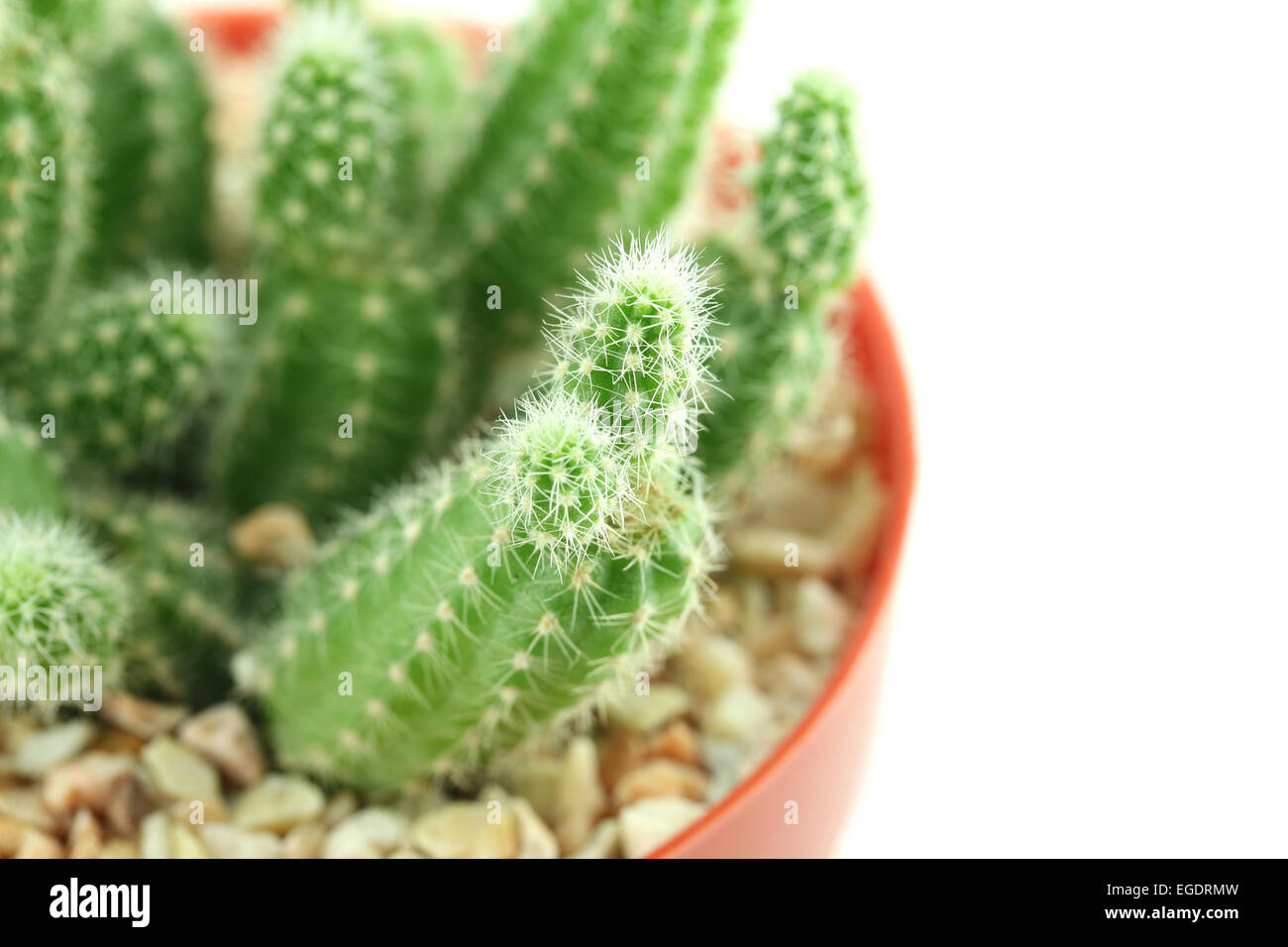 cactus in flower pot on white background Stock Photo - Alamy
