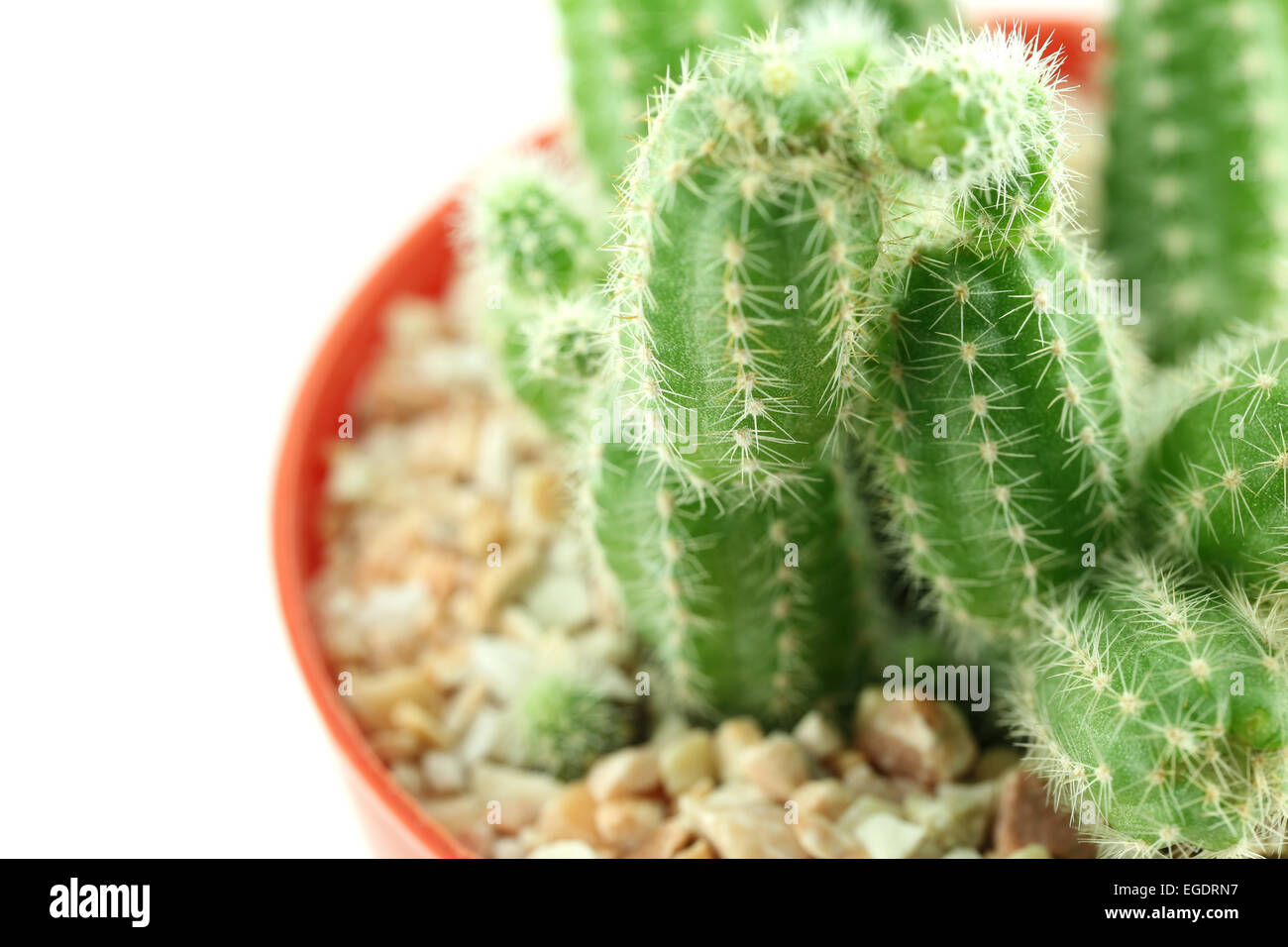 cactus in flower pot on white background Stock Photo - Alamy