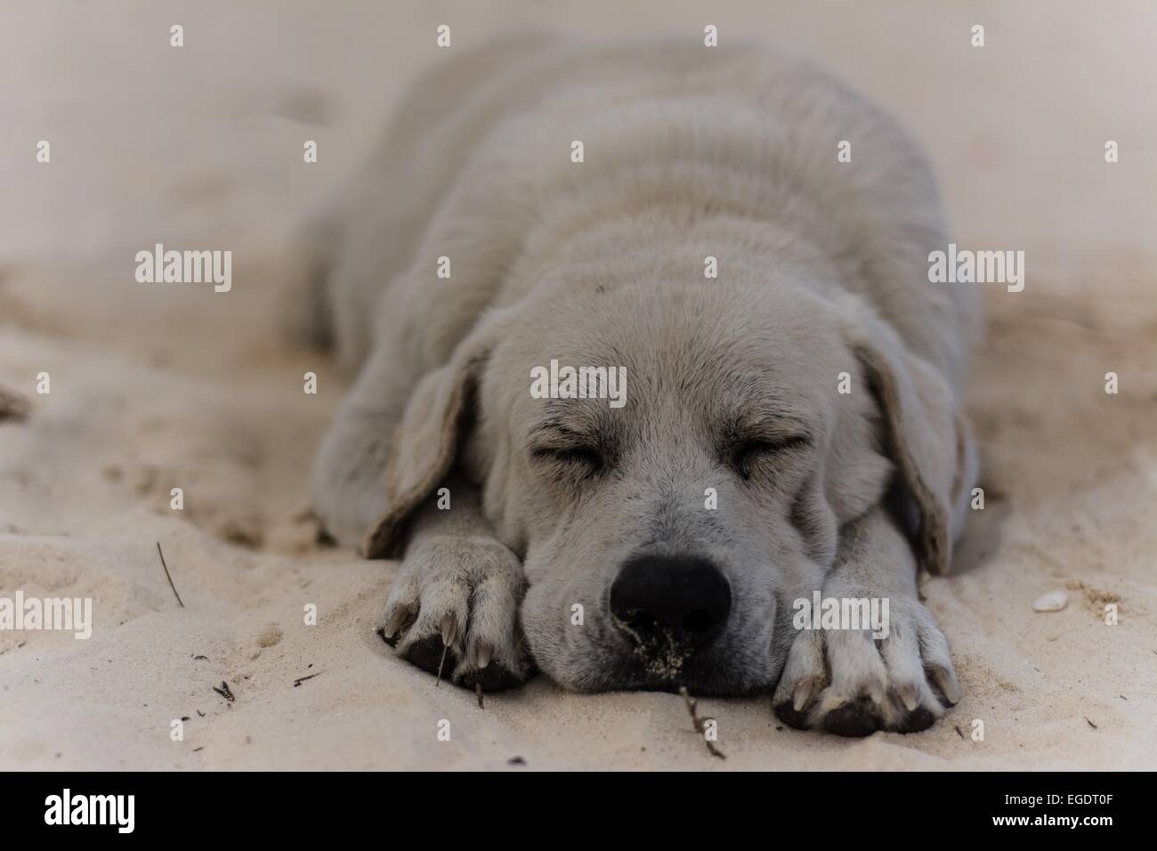 a dog sleeping at the beach of the cook islands Stock Photo - Alamy