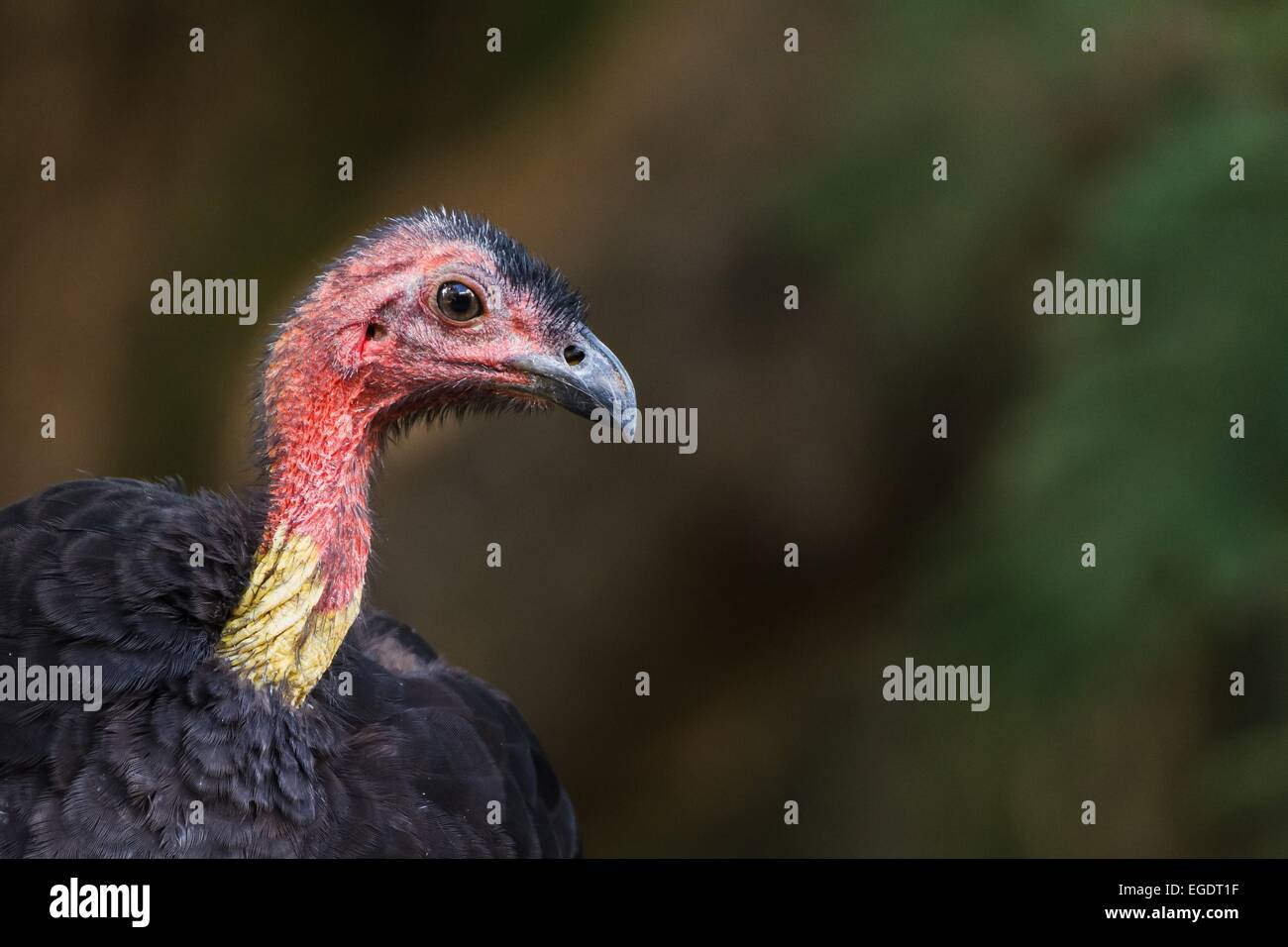 a vulture's head Stock Photo