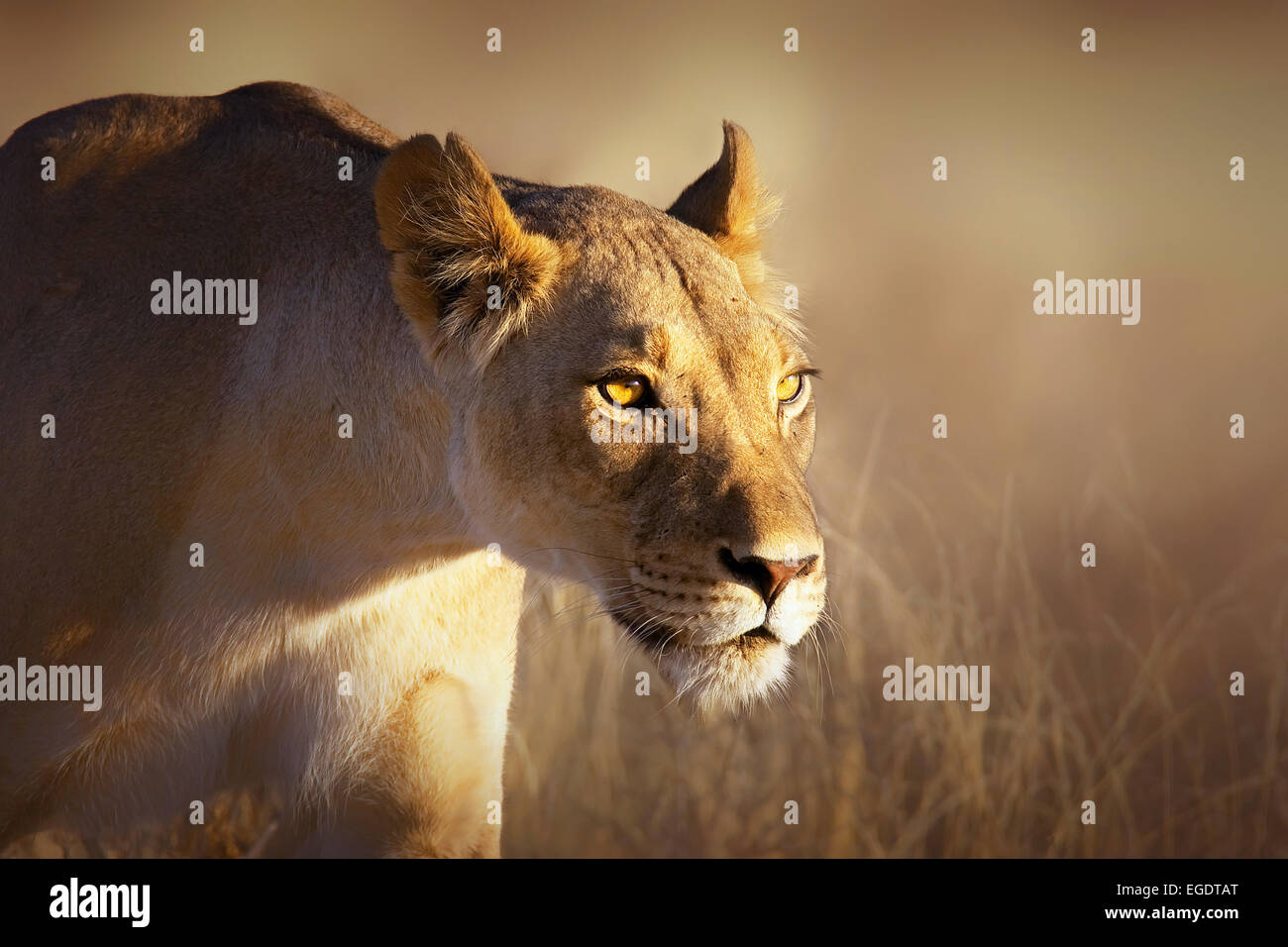 Portrait of a female lioness in winter grass of the Kgalagadi Transfrontier Park (South Africa) Stock Photo
