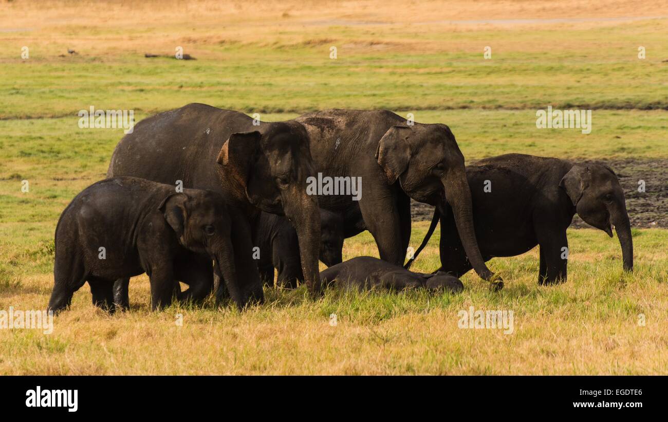 sri lankan elephants Stock Photo