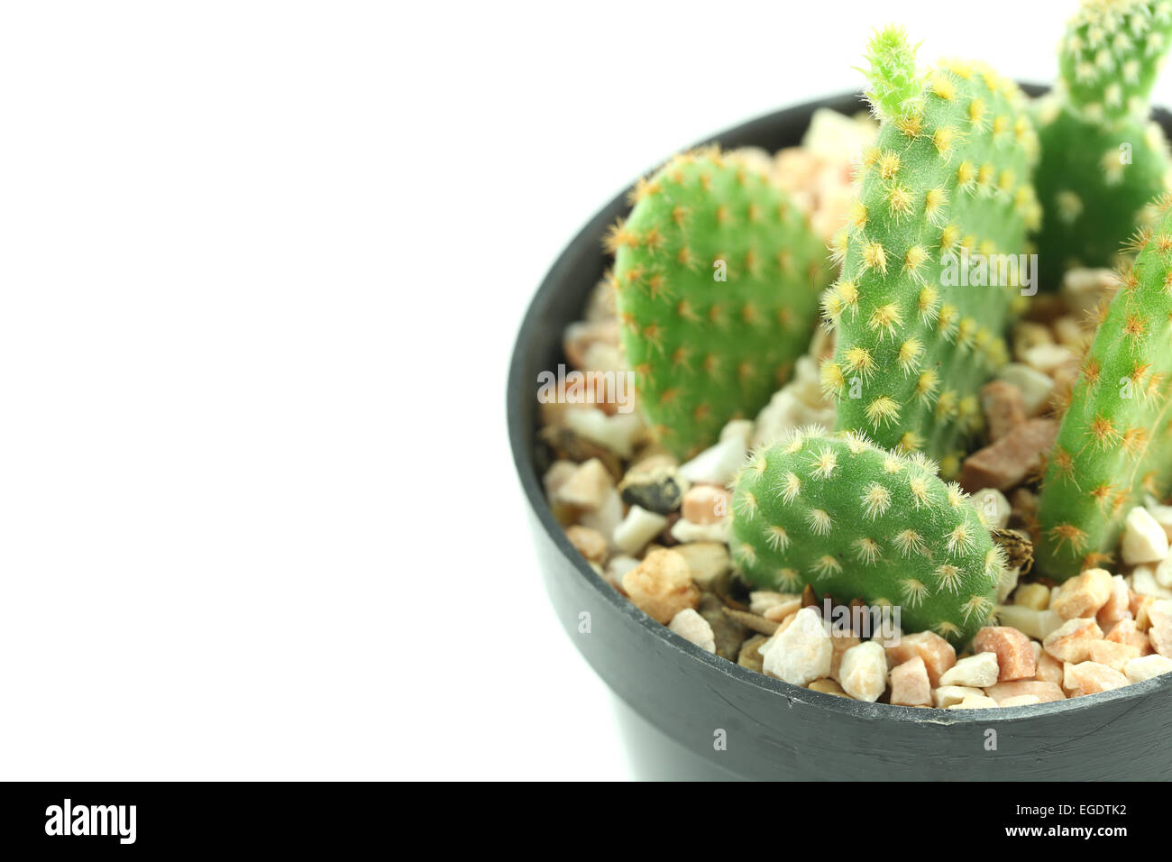 cactus in flower pot on white background Stock Photo - Alamy