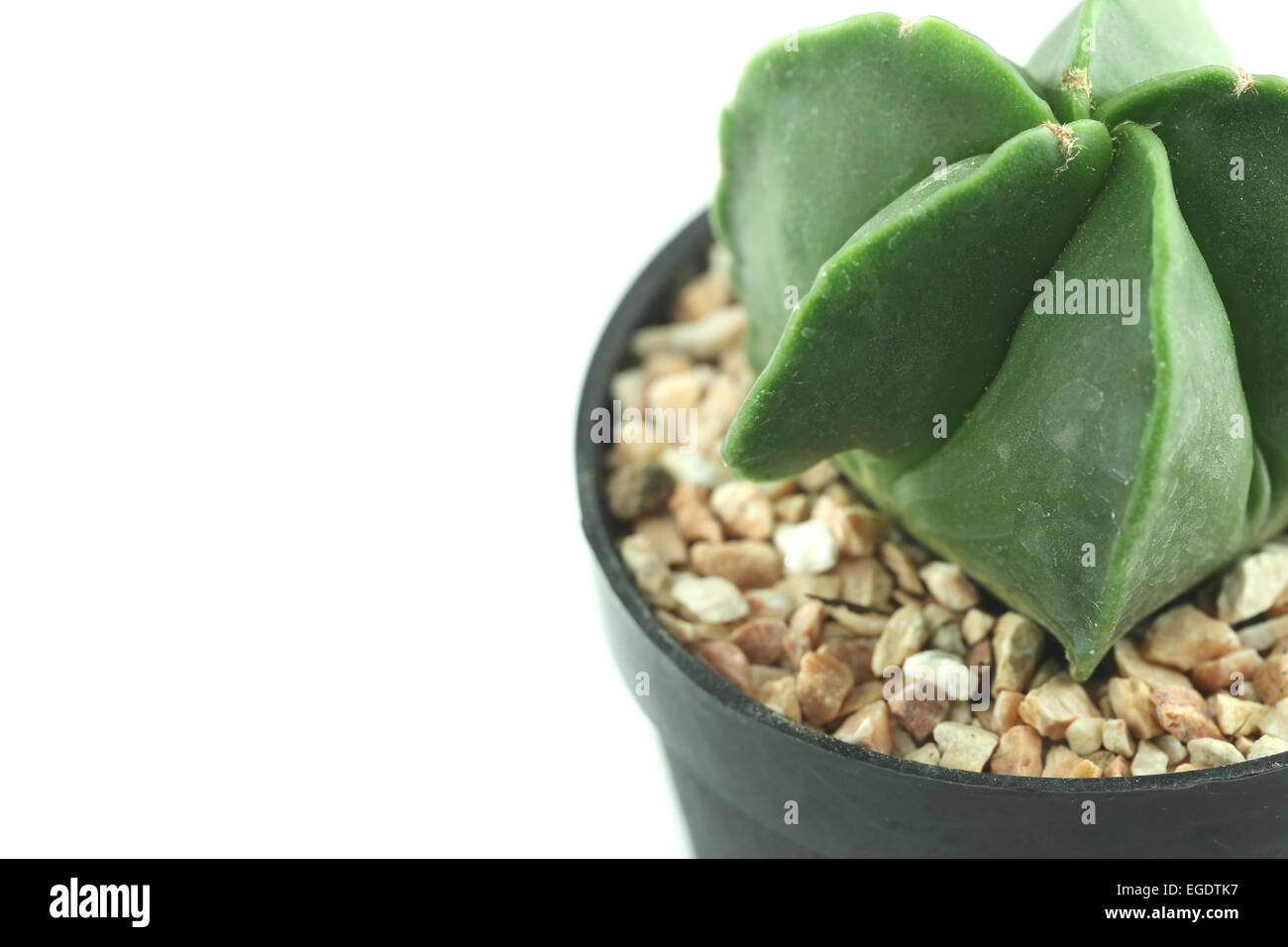 cactus in flower pot on white background Stock Photo - Alamy