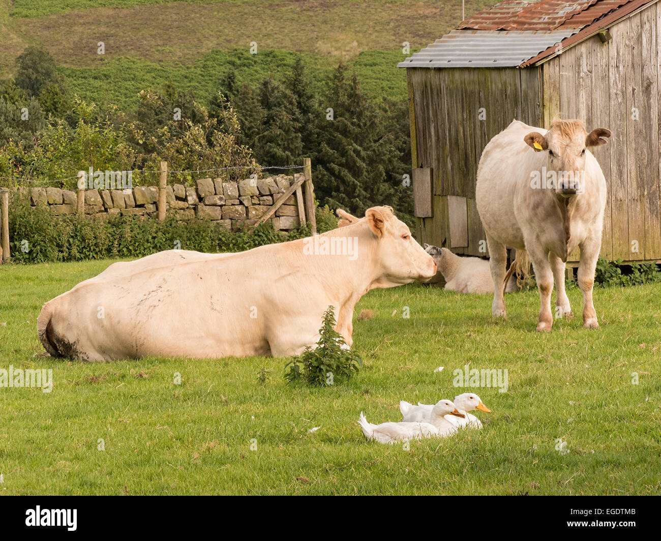 Cattle, ducks, in farmyard, Goathland, North Yorkshire. Stock Photo