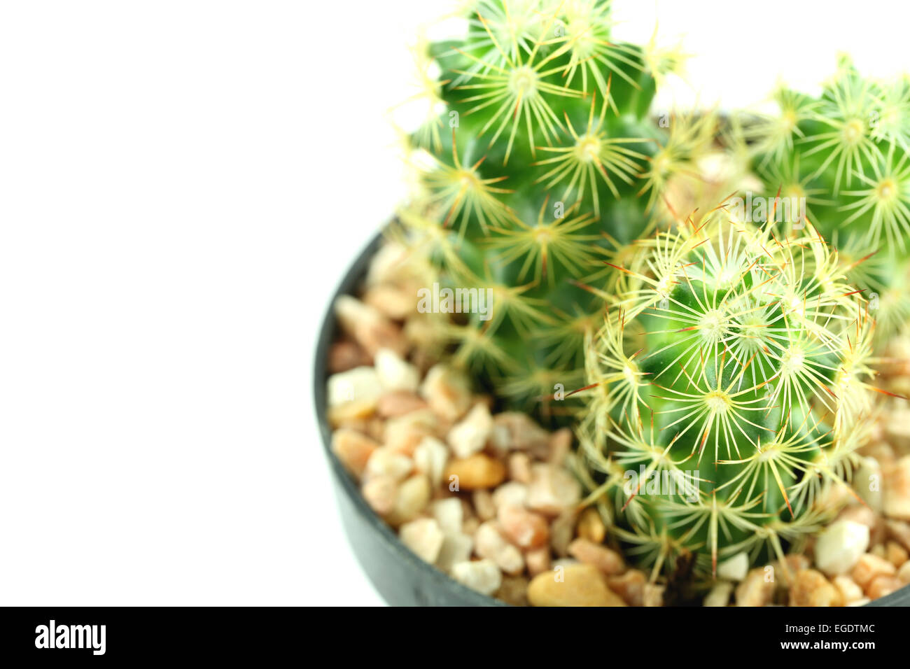 cactus in flower pot on white background Stock Photo - Alamy