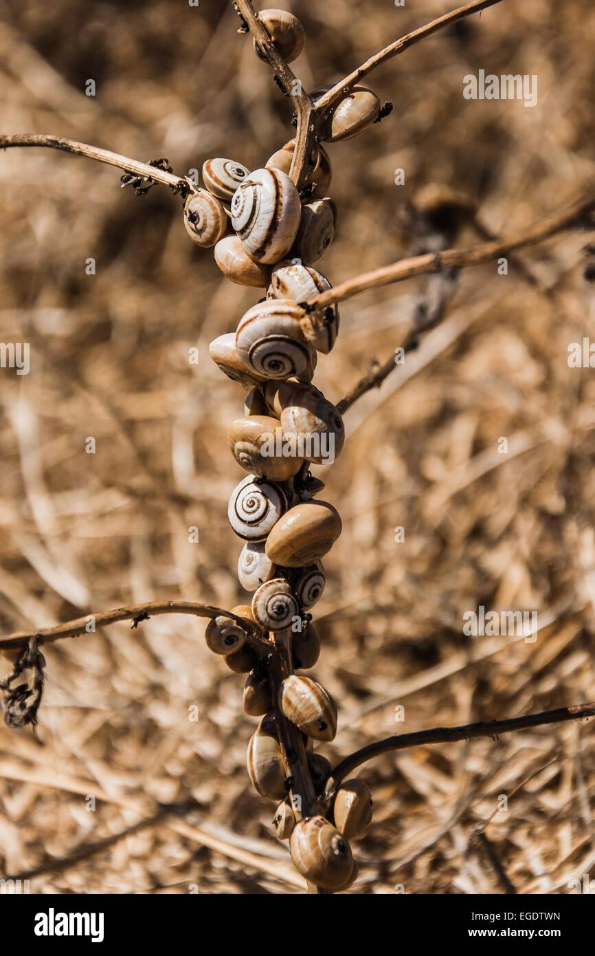 snails eating a plant Stock Photo Alamy