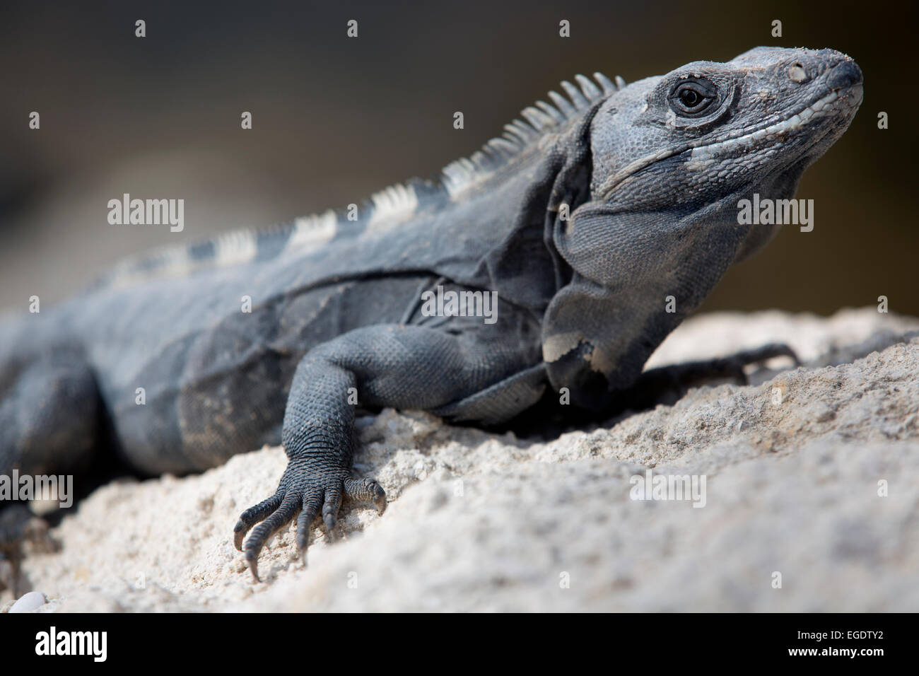 gray iguana Mexico Stock Photo
