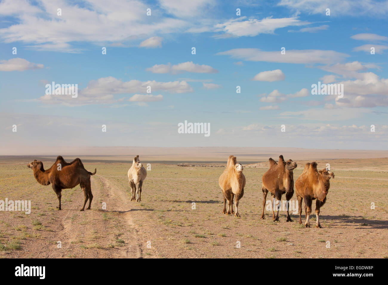 Camels, Omnogov, Mongolia Stock Photo