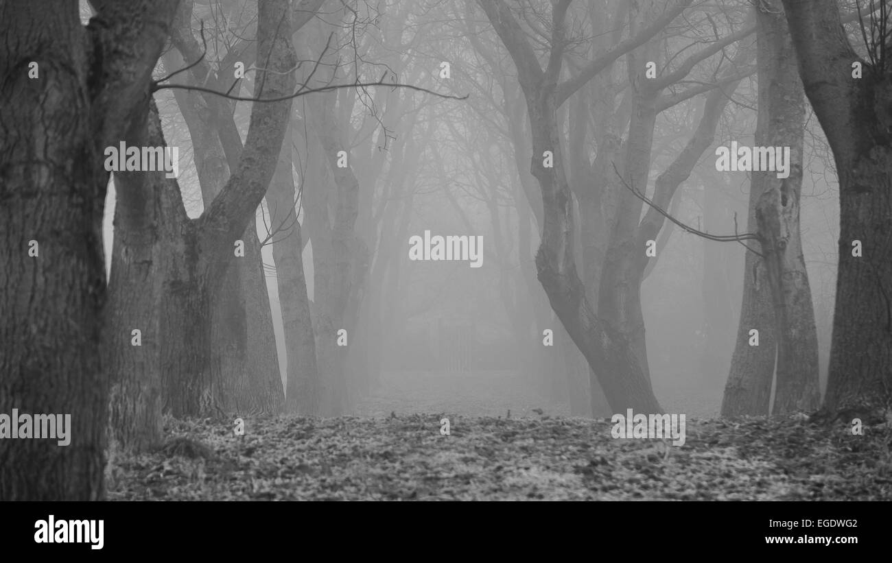 Snow and fog in Heidelberg Stock Photo Alamy