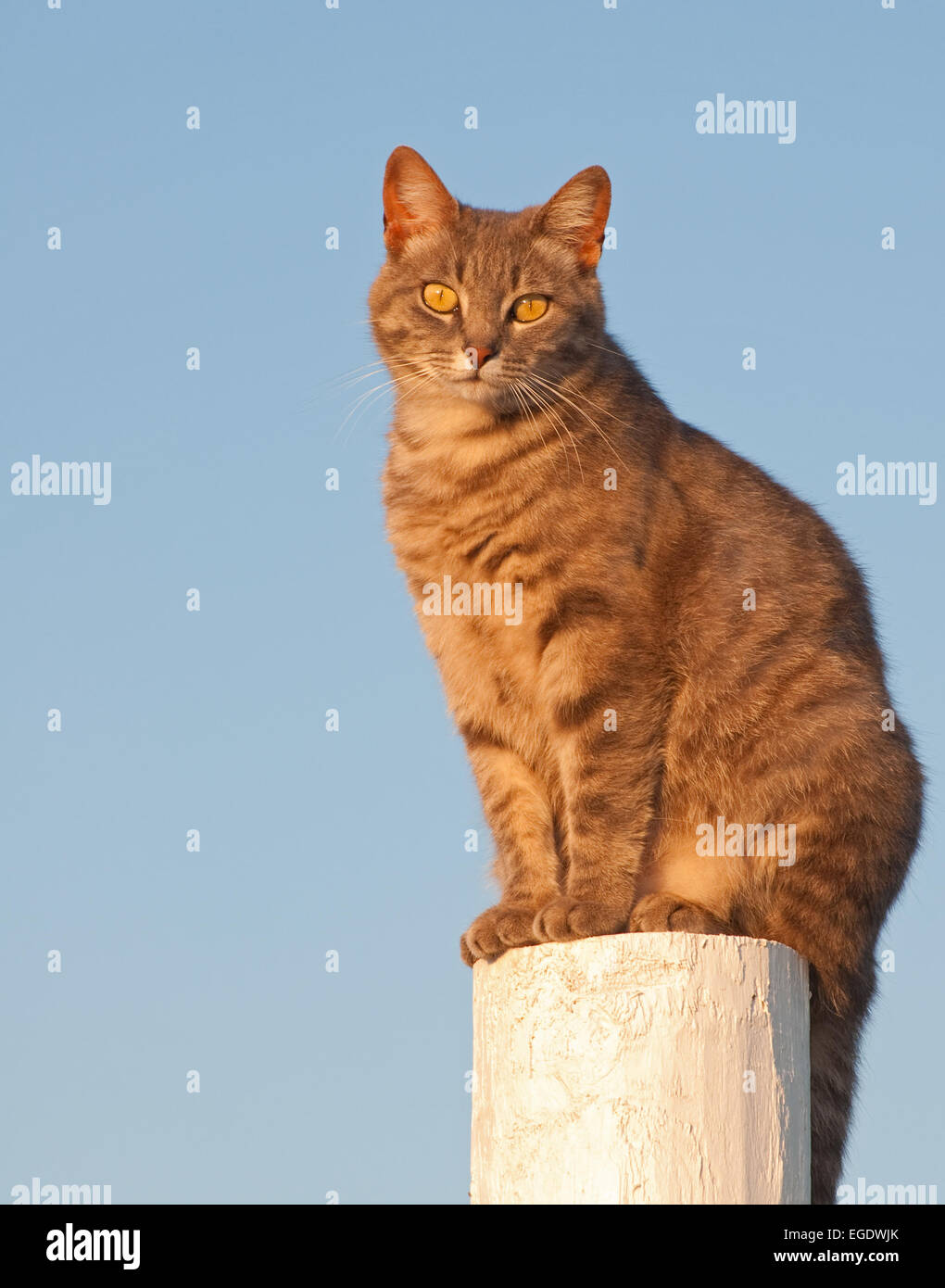 Cute blue tabby cat sitting on a bright white fence post looking at the viewer Stock Photo