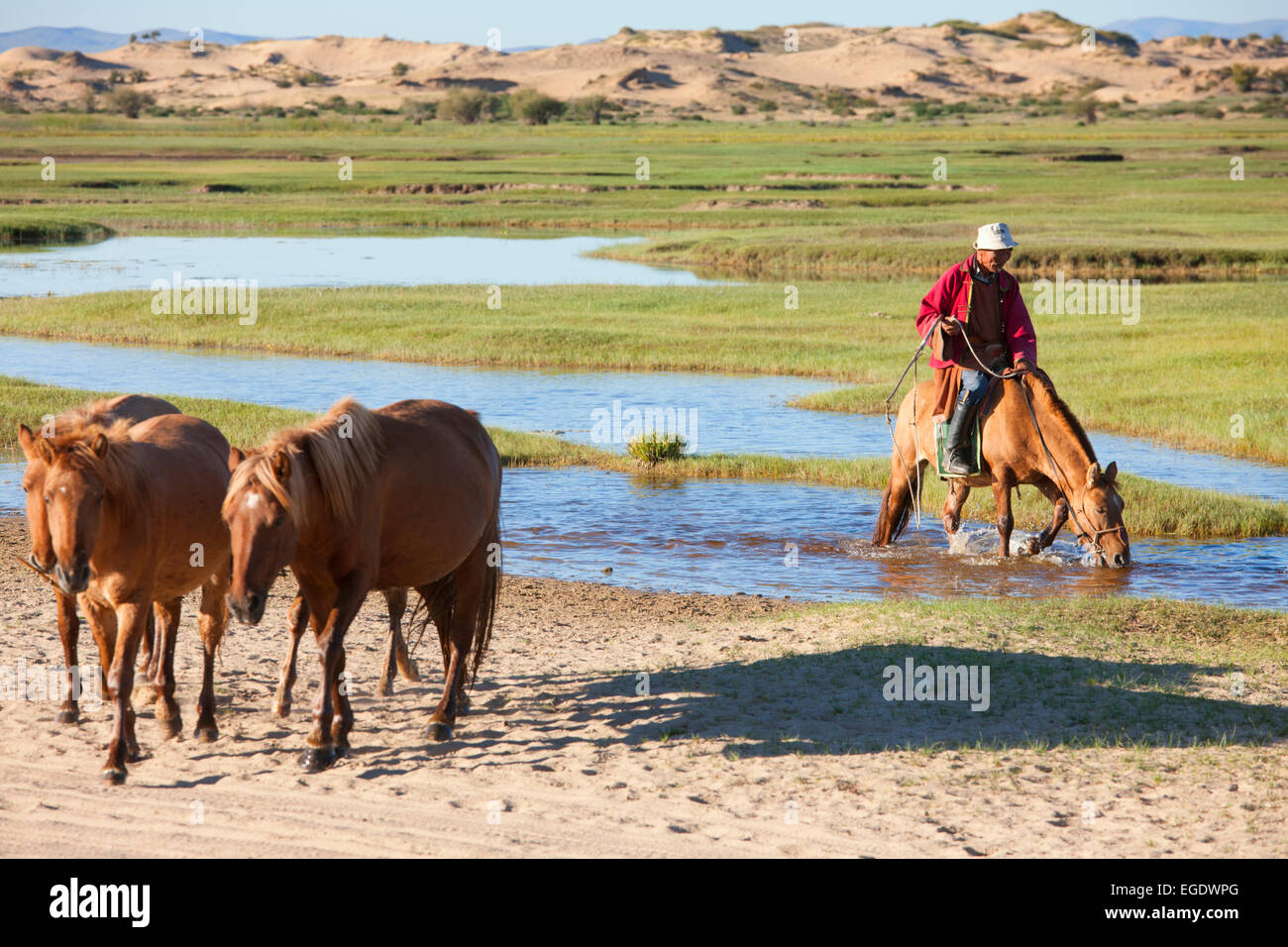 Horseman herding, Khogno Khan Uul, Dundgov, Mongolia Stock Photo