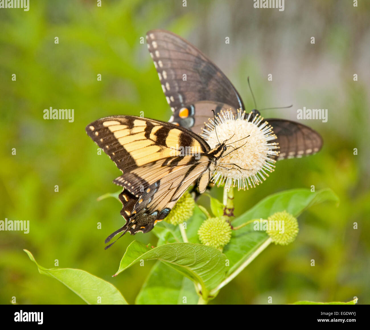 Yellow Eastern Tiger Swallowtail feeding on a buttonbush flower with an all black version of same species on the background Stock Photo