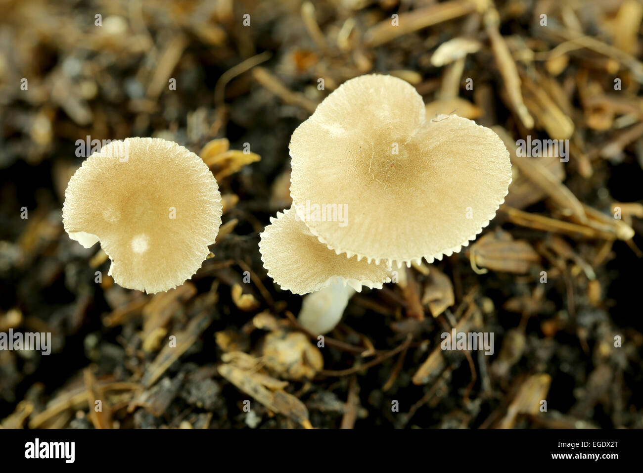 wild mushrooms on ground in macro style. Stock Photo