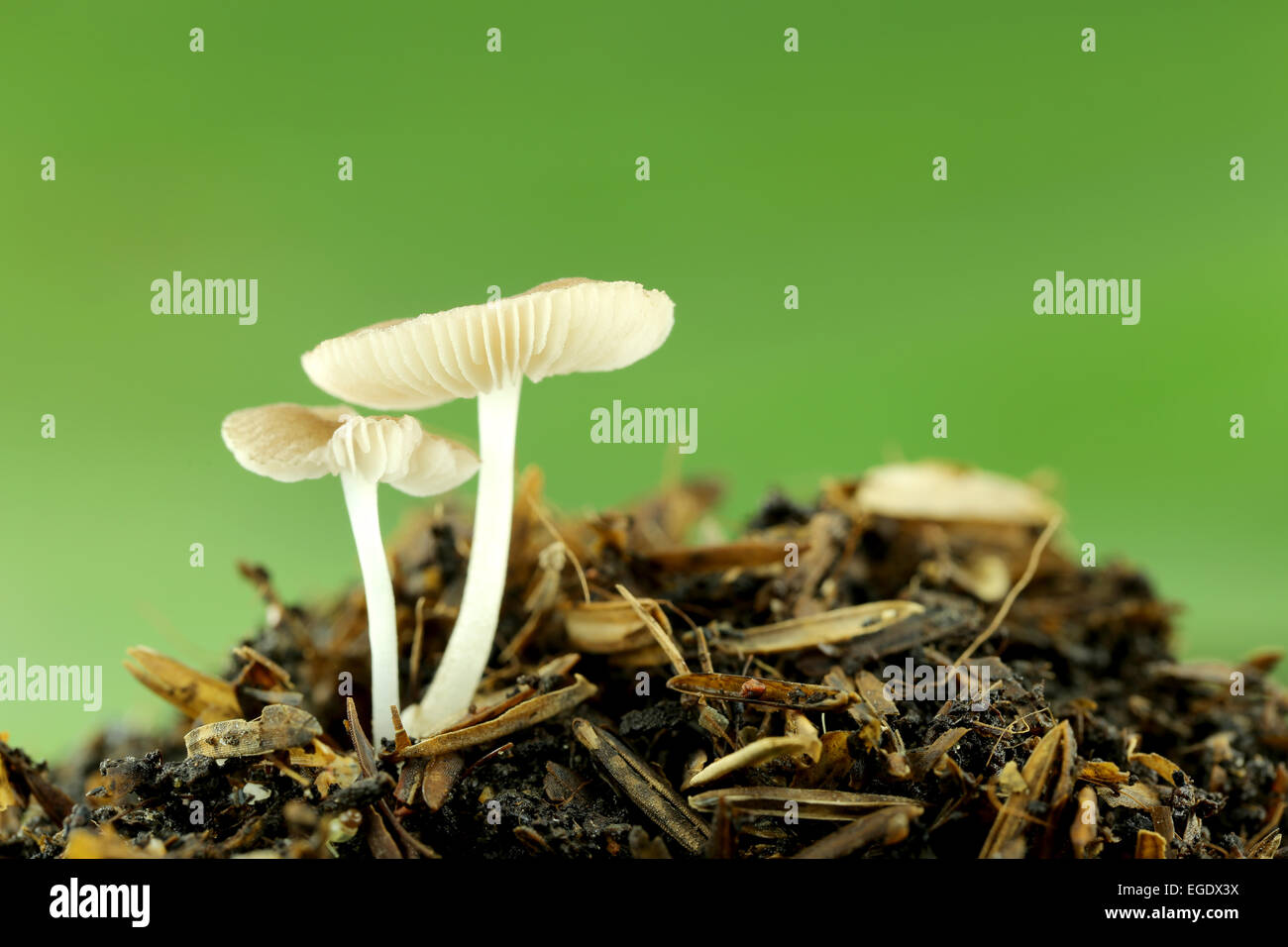 wild mushrooms on ground in macro style. Stock Photo