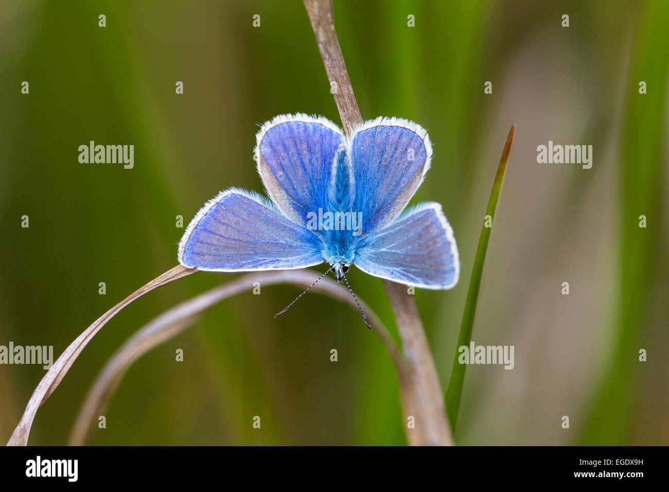 Common blue male butterfly, Polyommatus icarus, Spiekeroog Island, Nationalpark, North Sea, East Frisian Islands, East Frisia, Lower Saxony, Germany, Europe Stock Photo