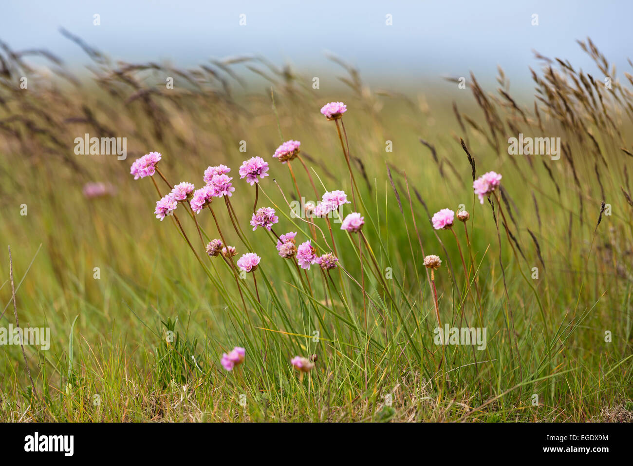 Sea Pink, Armeria maritima, Spiekeroog Island, Nationalpark, North Sea, East Frisian Islands, East Frisia, Lower Saxony, Germany, Europe Stock Photo
