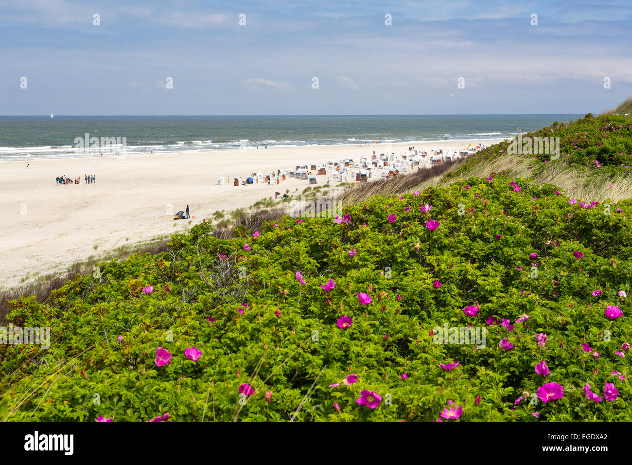 Dunes with roses, Rosa rugosa, Spiekeroog Island, National Park, North ...