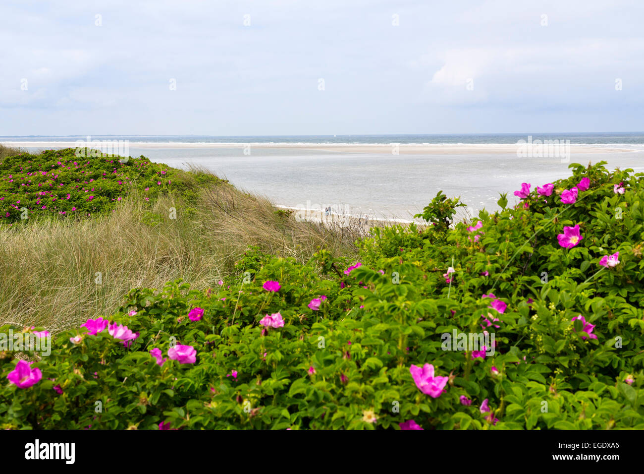 Dunes with roses, Rosa rugosa, Spiekeroog Island, National Park, North Sea, East Frisian Islands, East Frisia, Lower Saxony, Germany, Europe Stock Photo